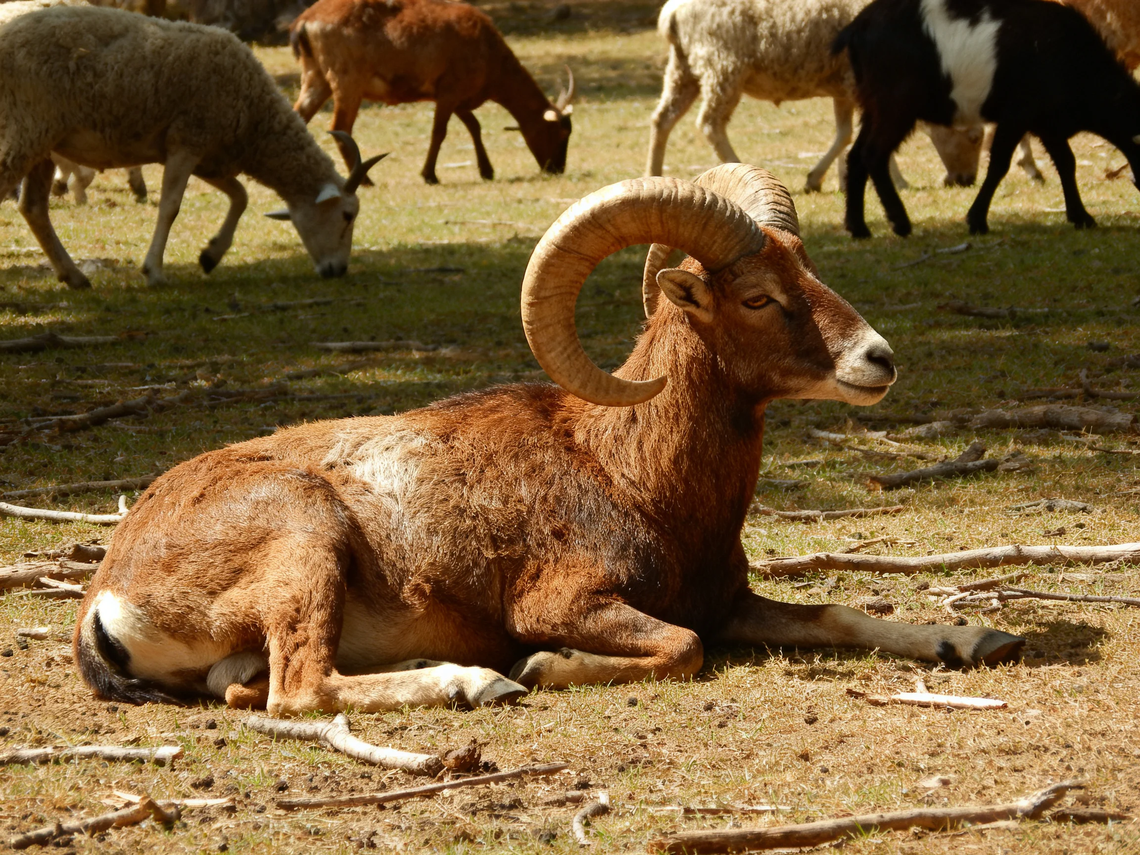 A brown horned ram rests among grazing sheep and goats