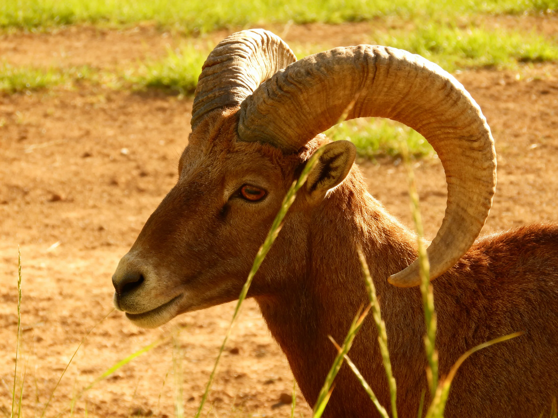 A brown-horned ram with large curved horns near a dirt area