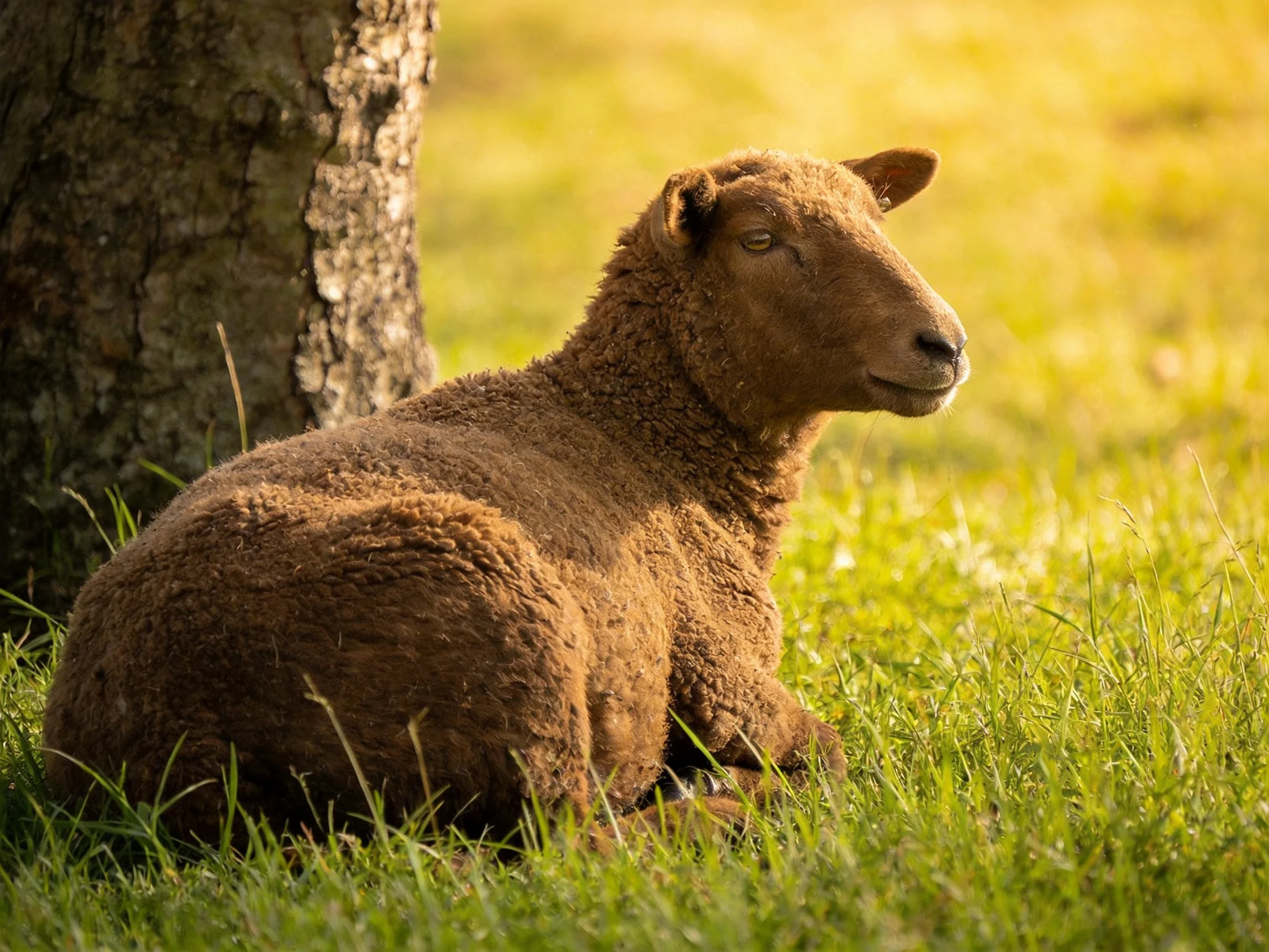 A brown lamb relaxes near a tree in a sun-drenched meadow.