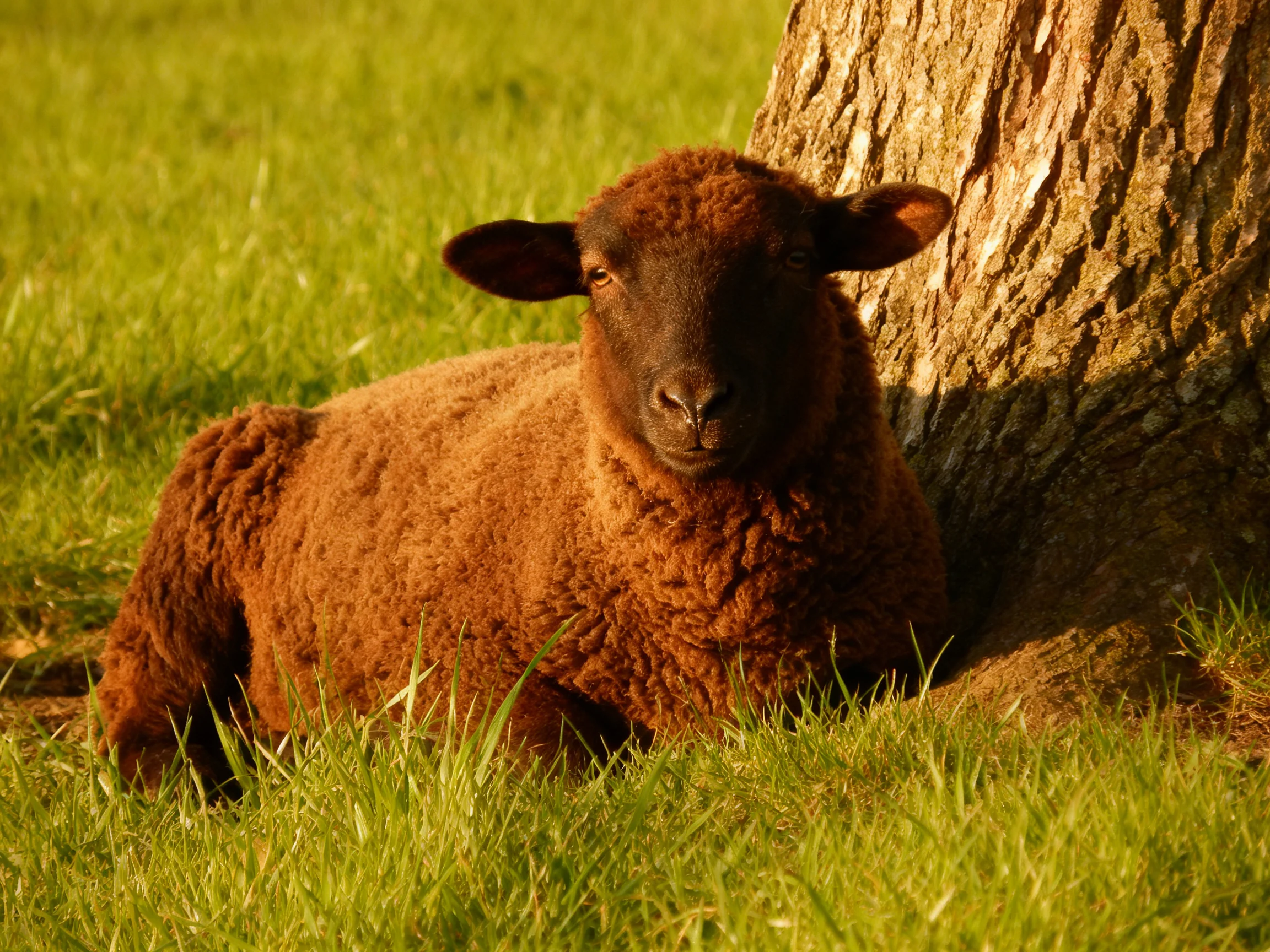 A brown lamb rests near a large tree in lush green grass