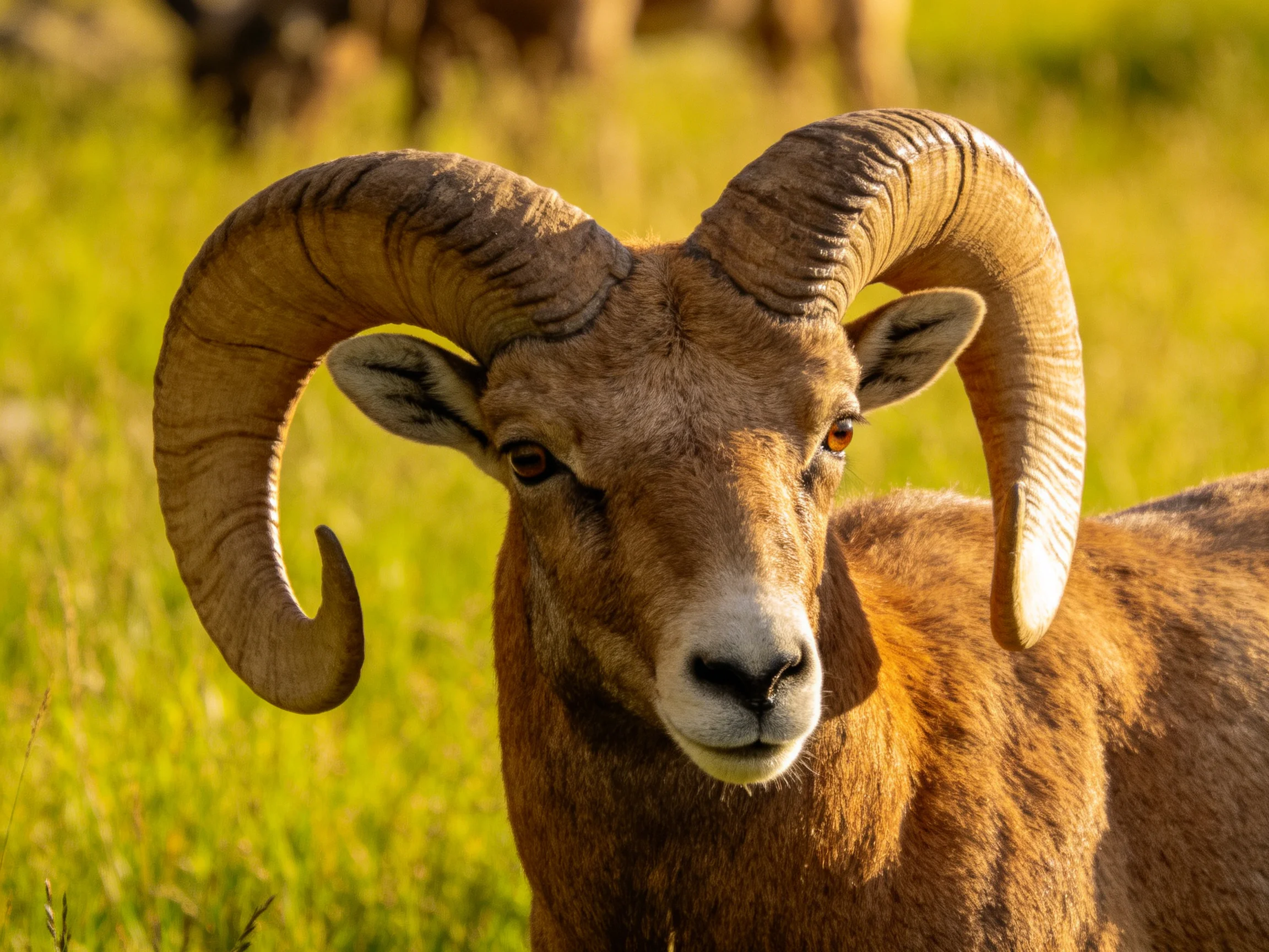 A brown ram with massive curved horns in golden grass