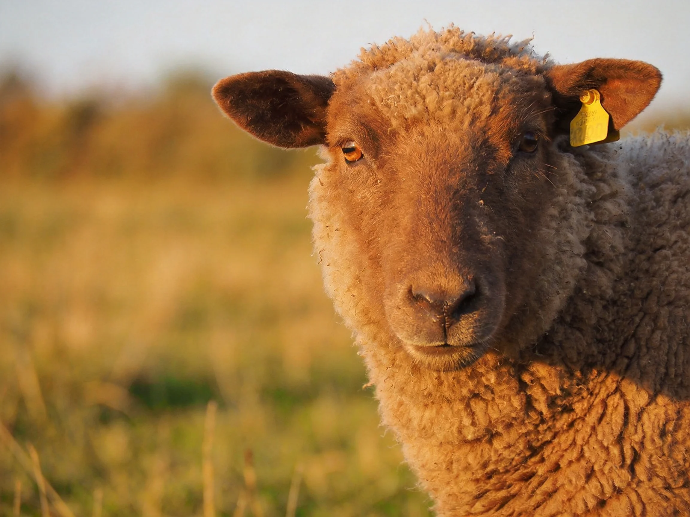 A brown sheep with yellow ear tag in golden-hour field