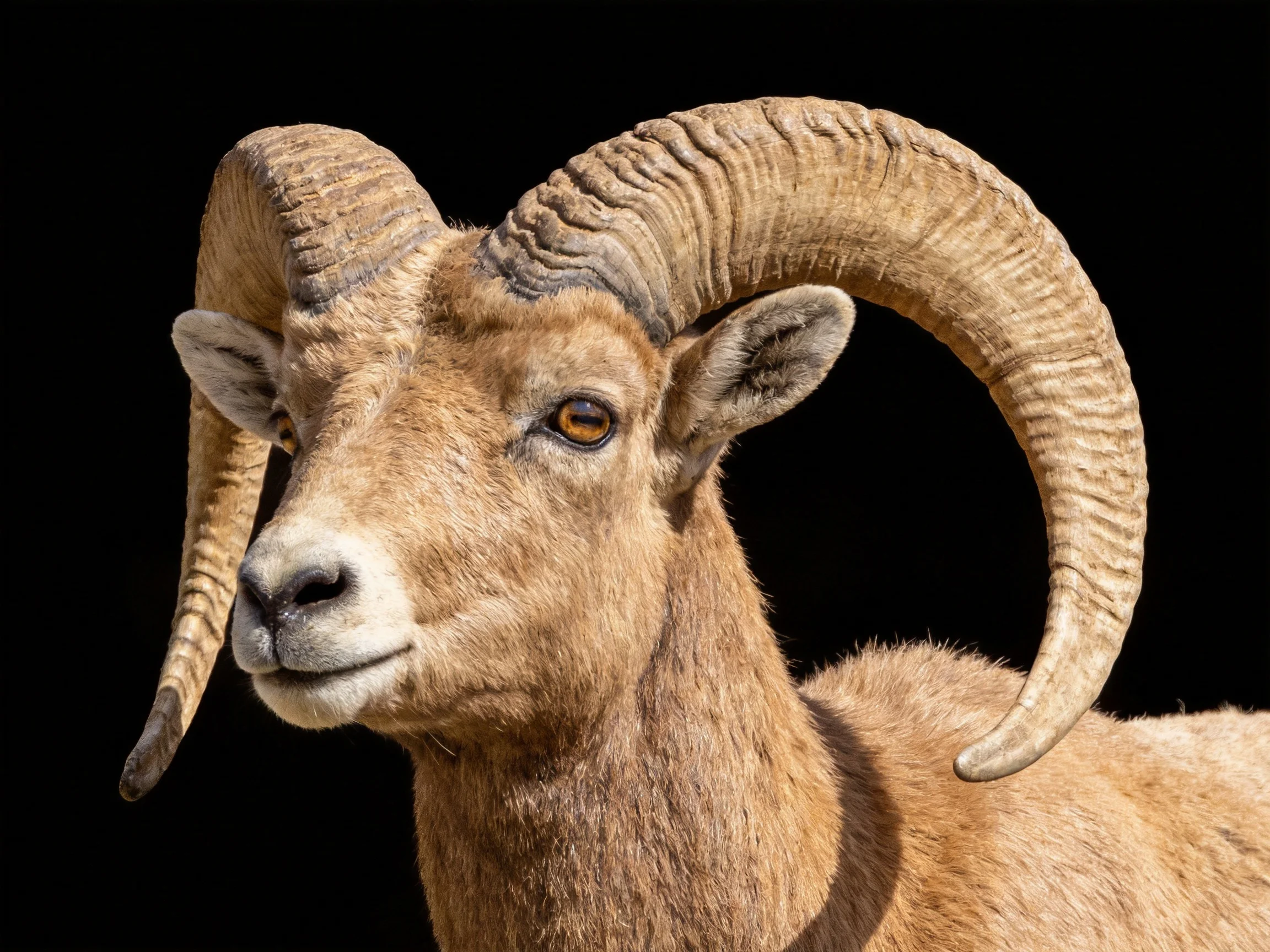 A close up of a brown bighorn sheep with massive curved horns