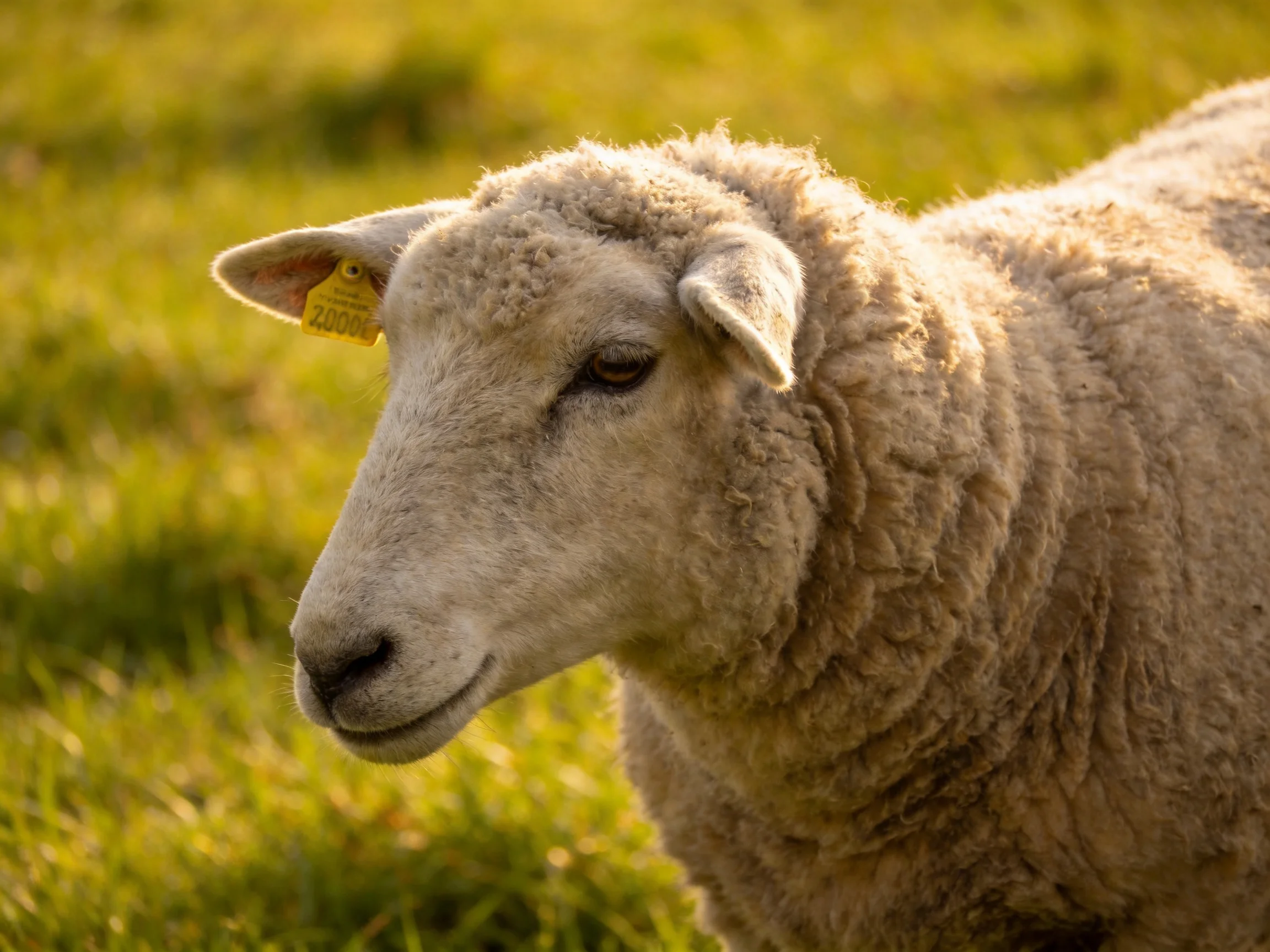 A close - up of a cream - colored sheep with thick wool in a sunlit green field