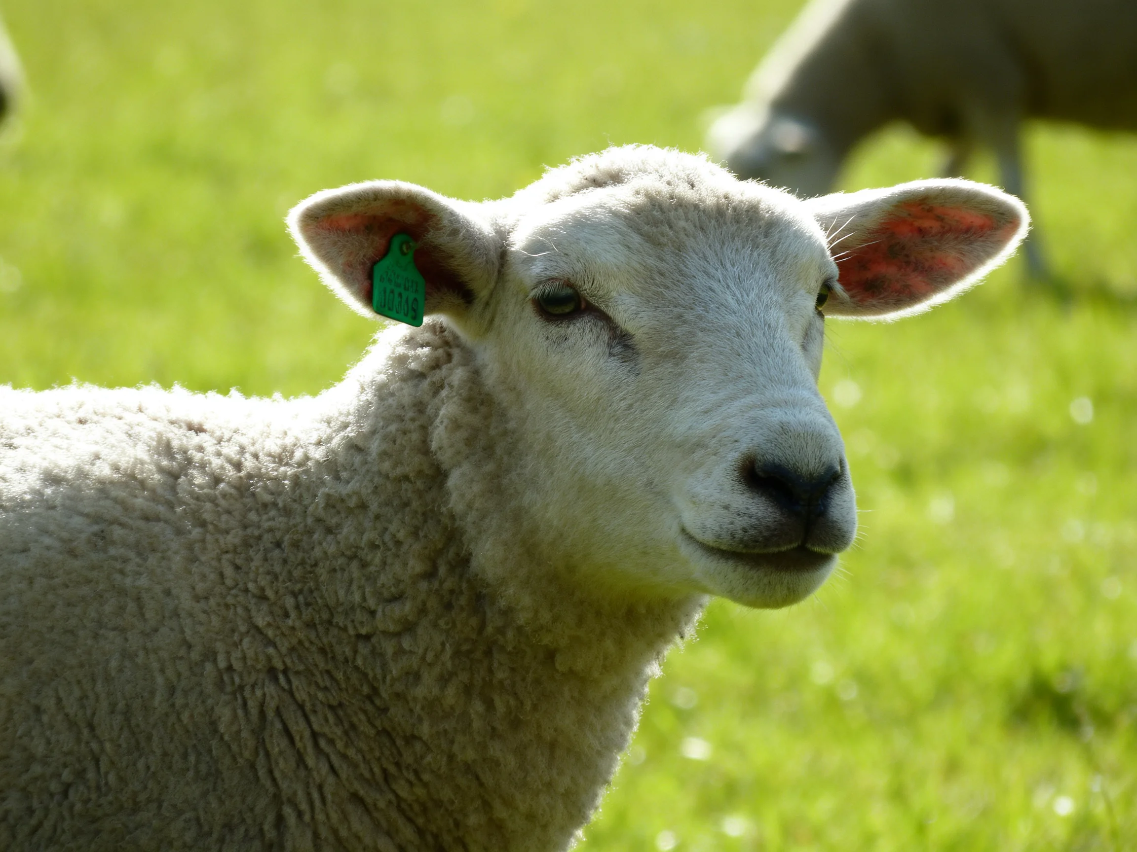 A close - up of a sheep with white wool and a green ear tag in a sunny green pasture