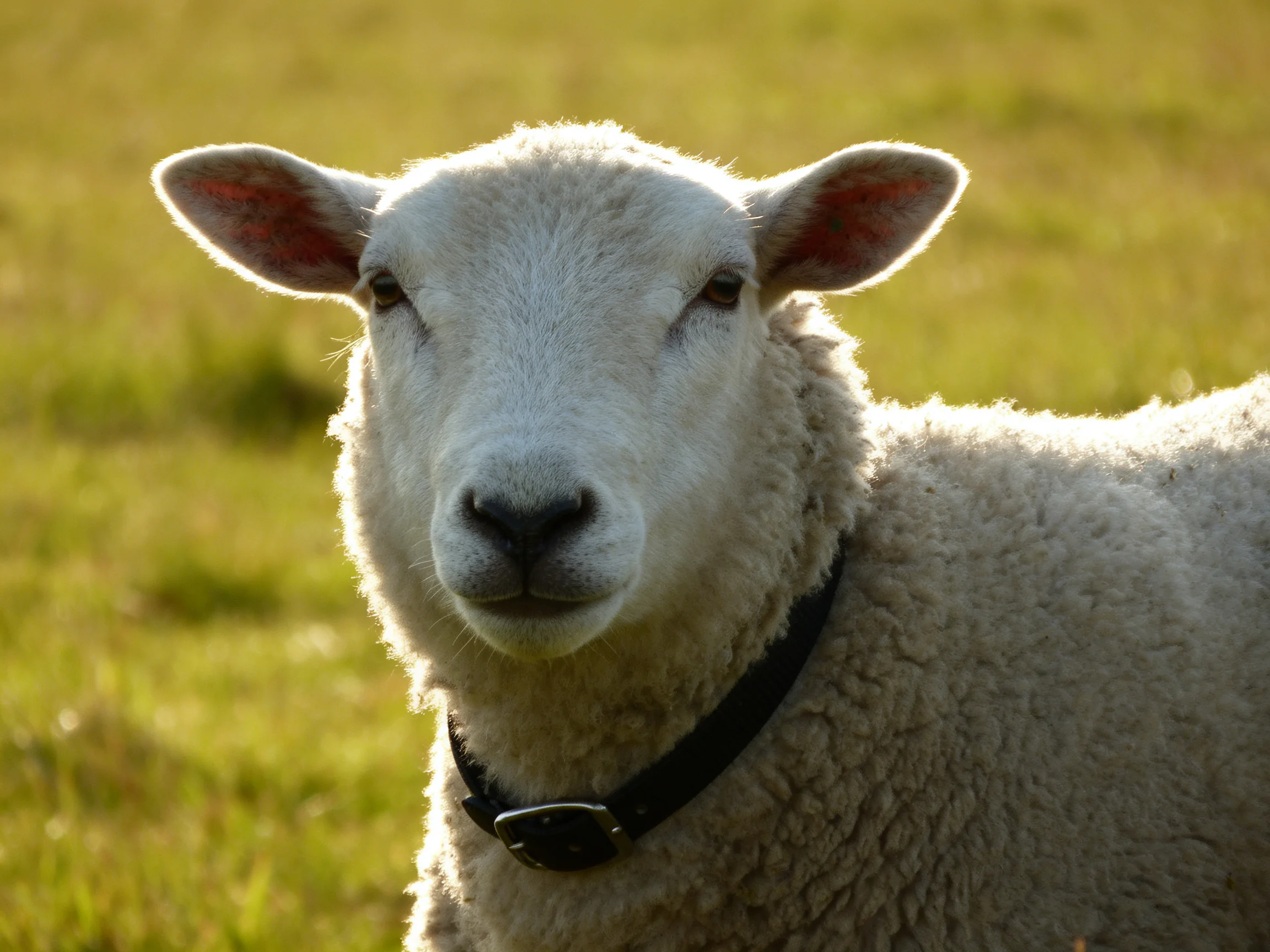 A white sheep with a black collar stands in a sunlit green field.