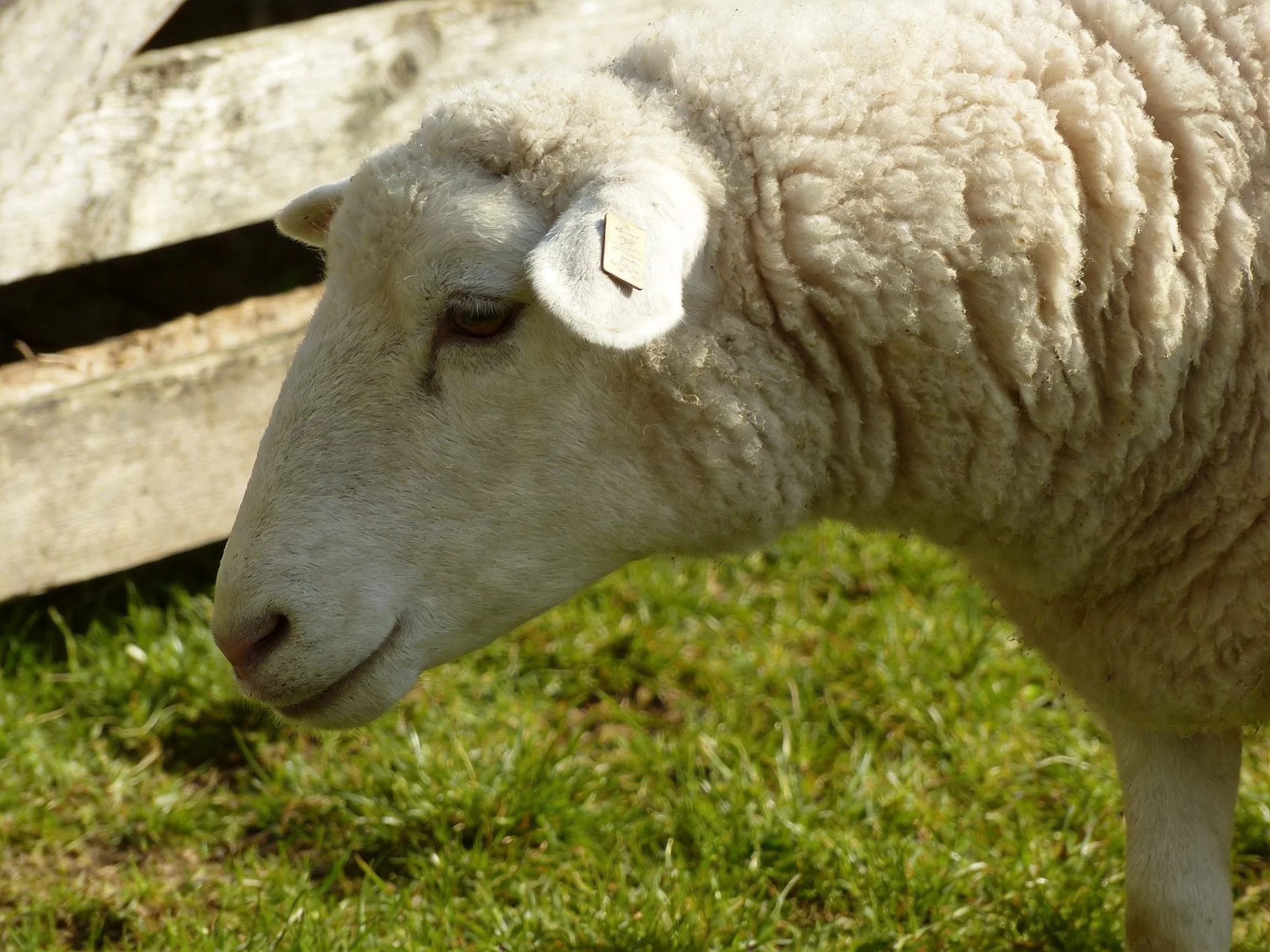 A close - up of a white sheep with thick wool near wooden fencing