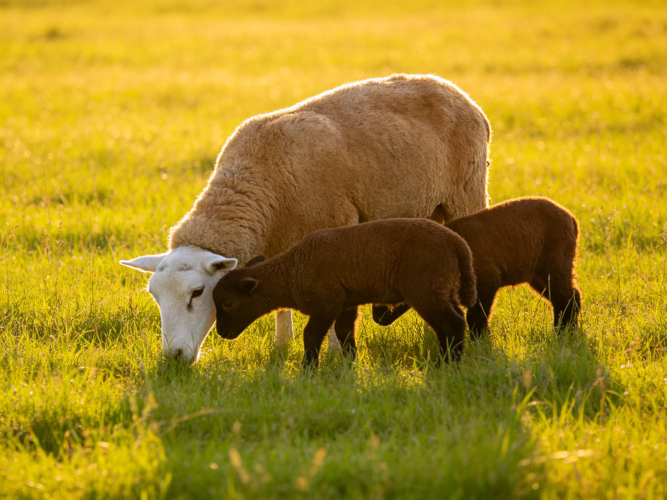 A cream - colored sheep and two dark - brown lambs graze in a golden meadow