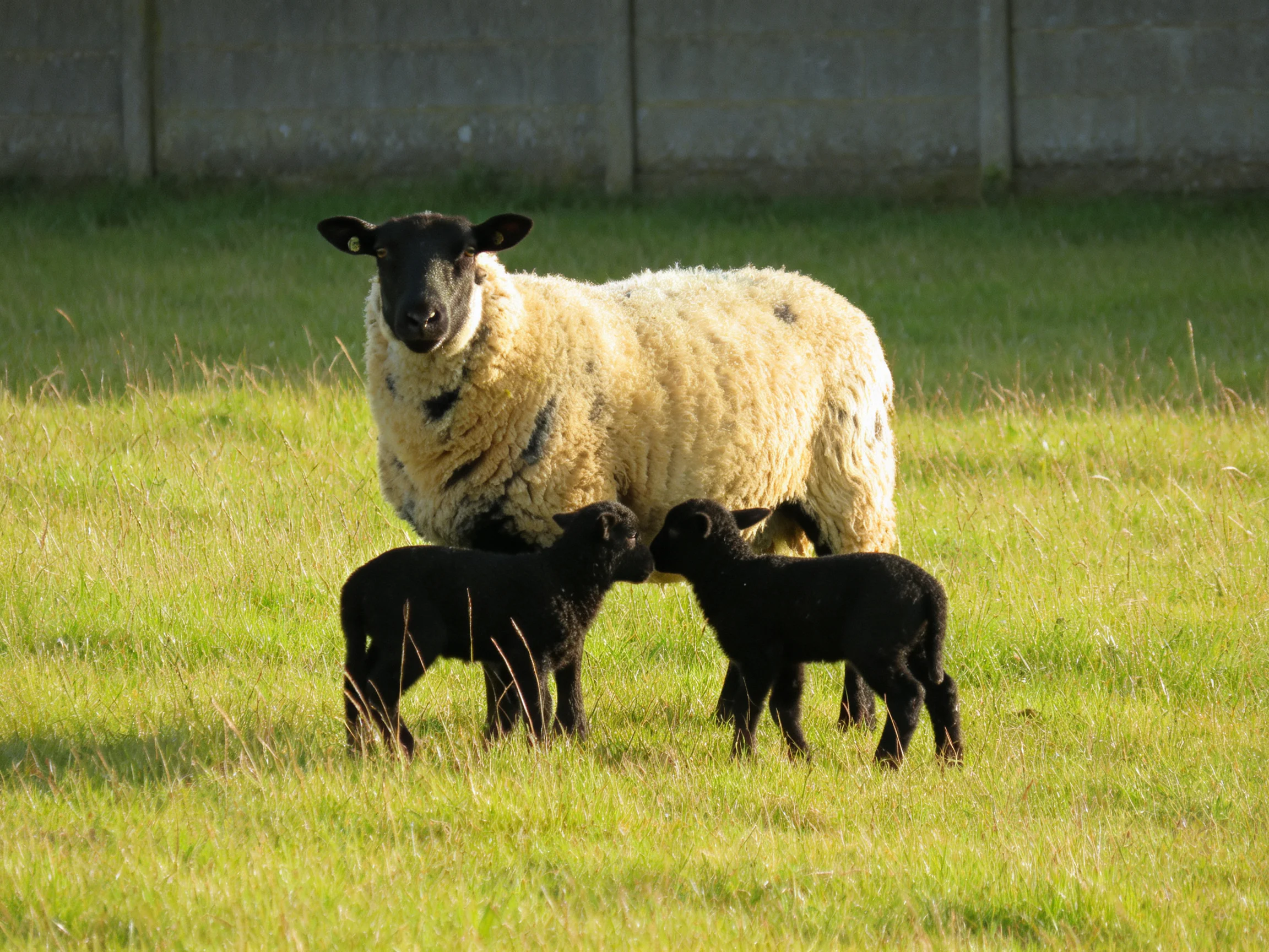 A cream-faced sheep stands beside two black lambs in a sunlit green pasture