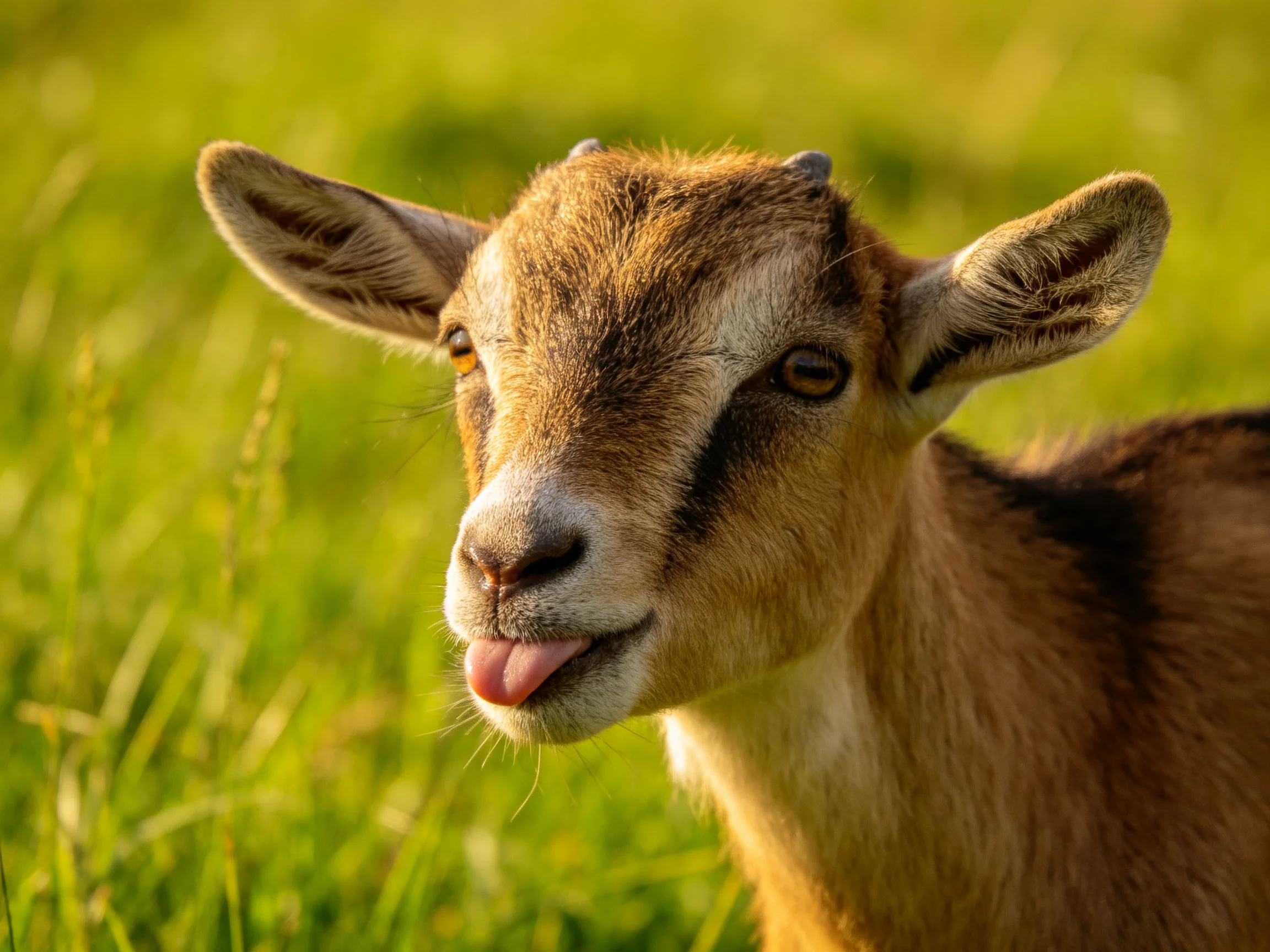A curious brown goatling in sunlit green meadow