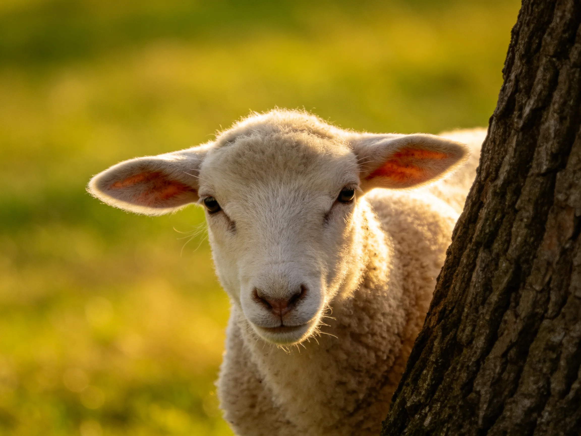 A curious lamb peeks from behind a tree in golden sunlight