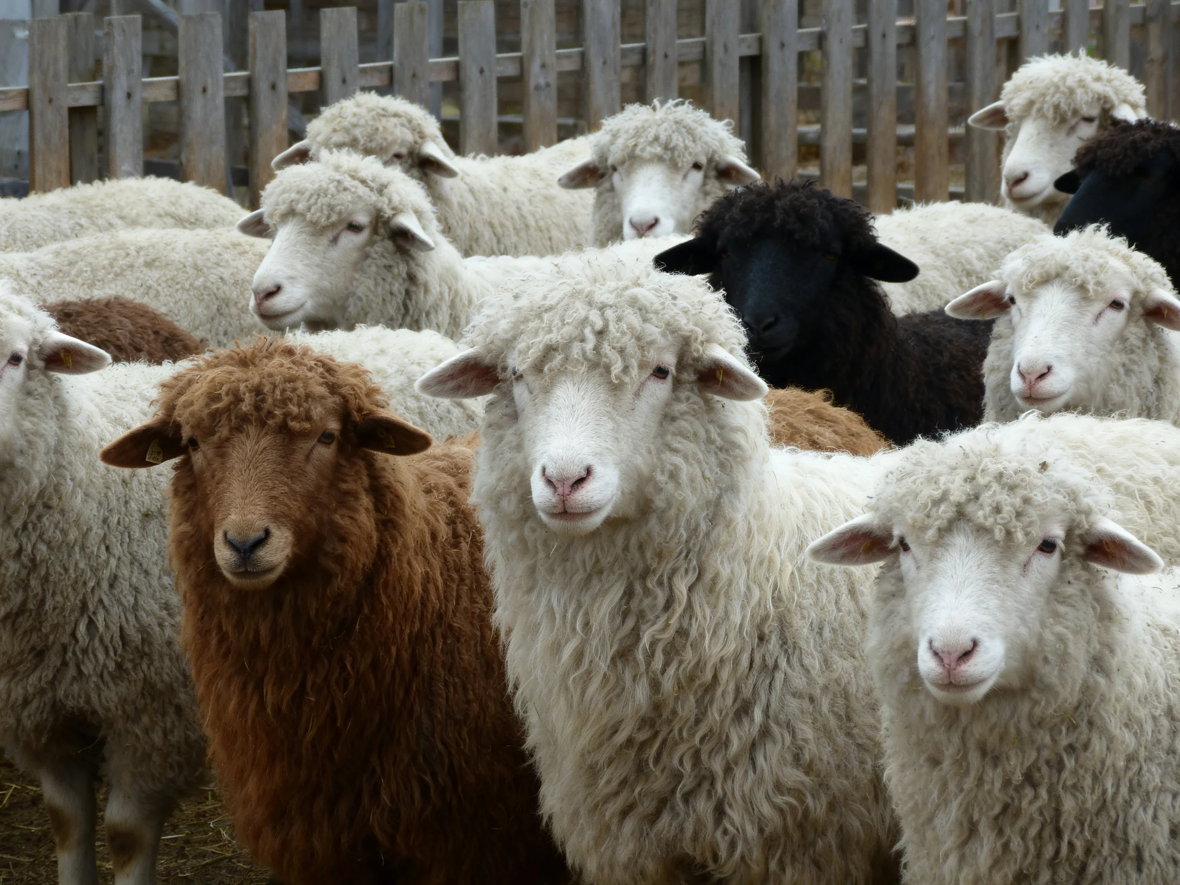 A diverse flock of sheep with varied coat colors near a wooden fence