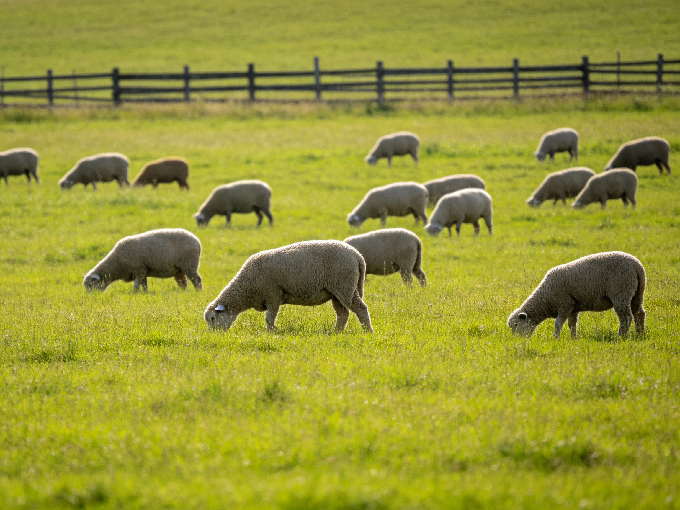 A flock of sheep grazing in a lush green pasture near a wooden fence