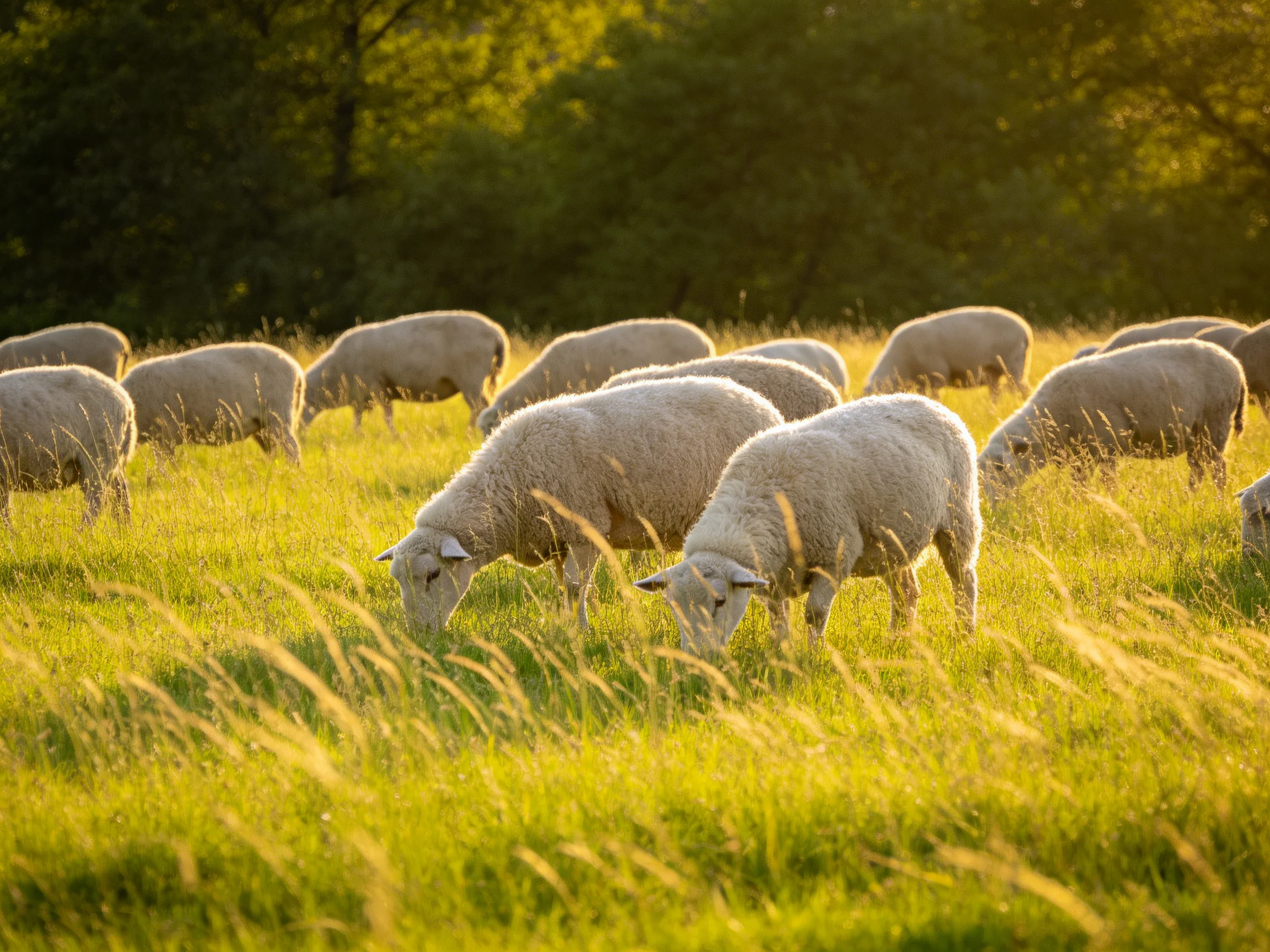 A flock of sheep grazing in a sun-drenched meadow with lush grass