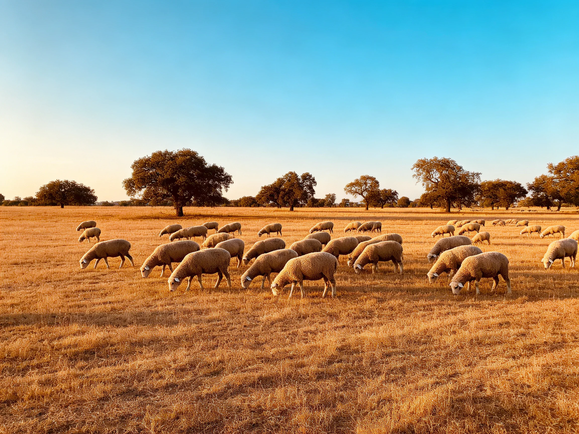 A flock of sheep grazing in golden fields with scattered trees