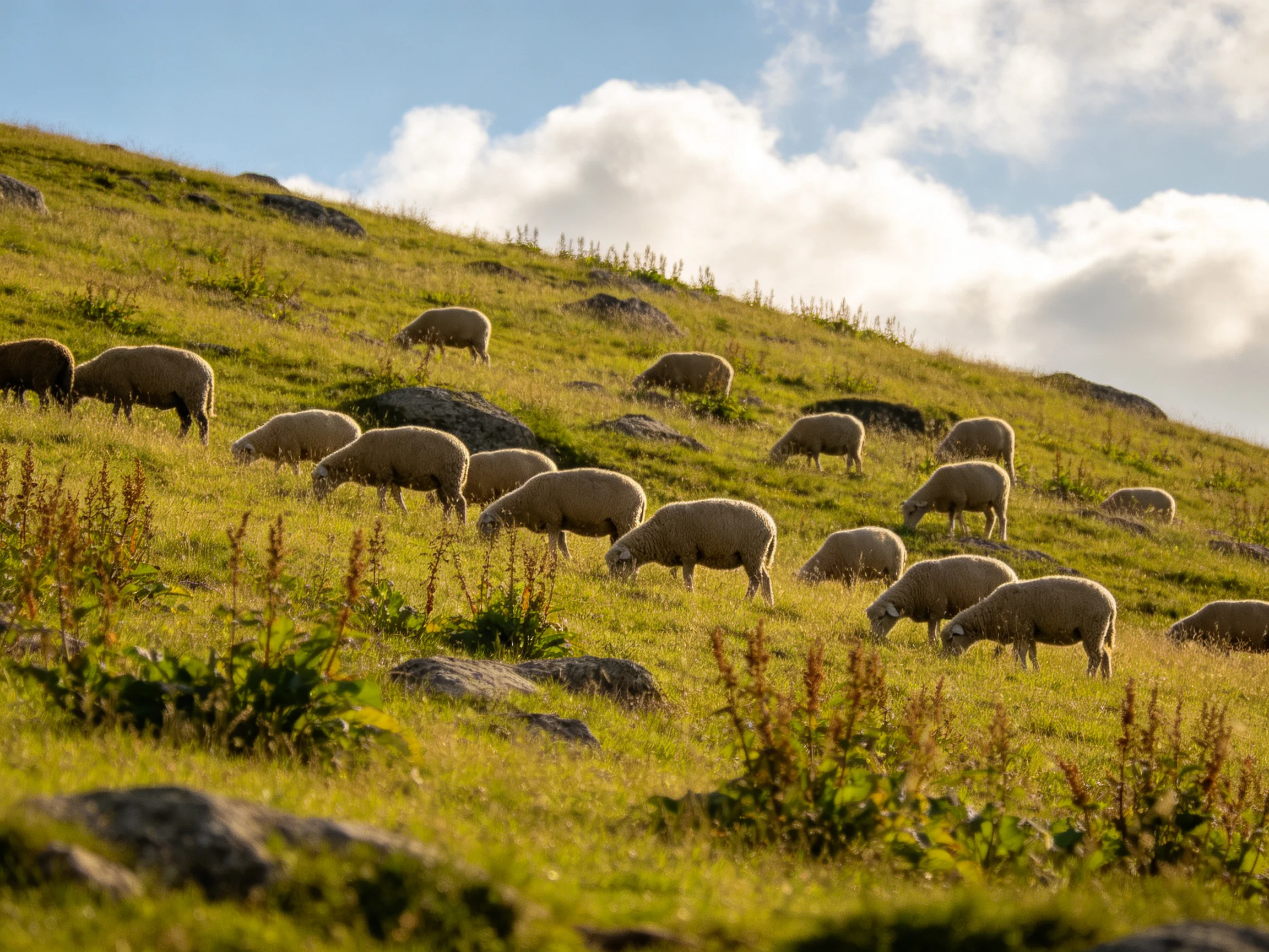 A flock of sheep grazing on a sunlit green hillside with scattered rocks