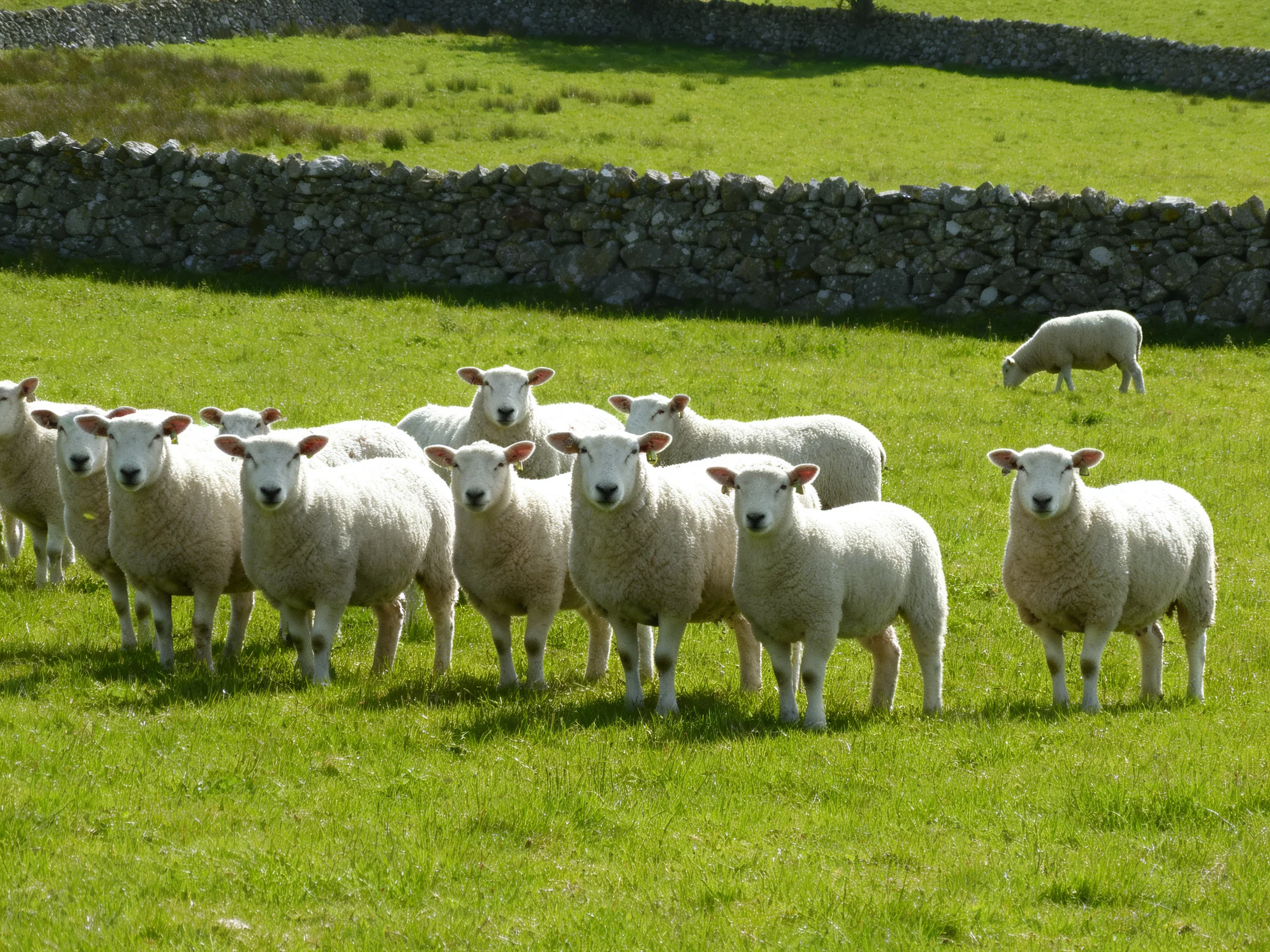 A flock of white sheep gathered near stone walls in a lush green pasture