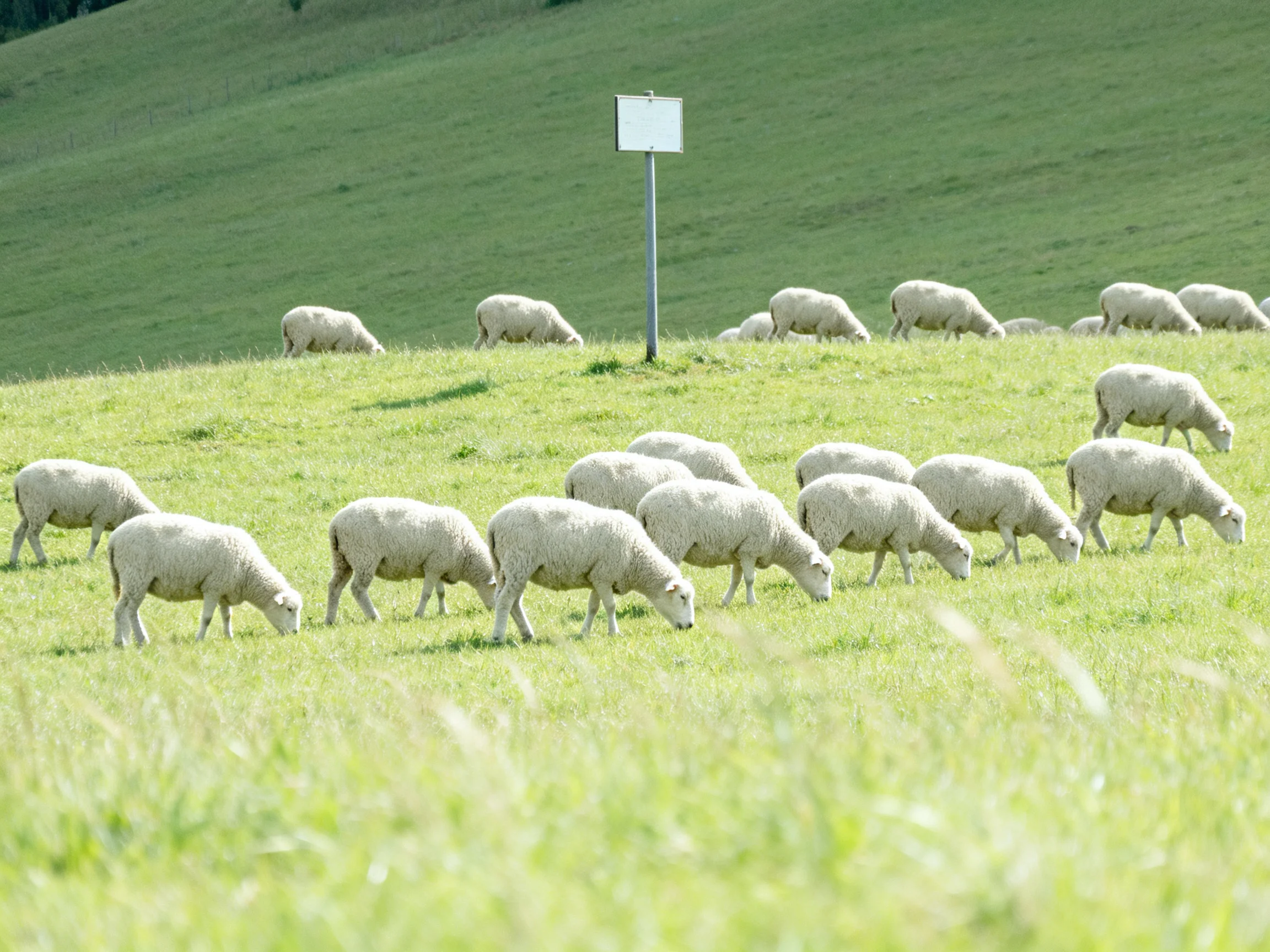 White sheep graze on a green hillside with a signpost.