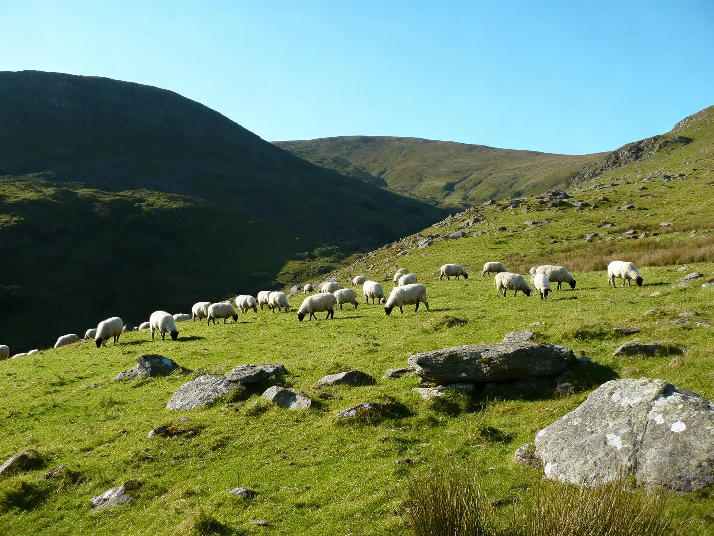 A flock of white sheep grazing on lush green mountain slopes