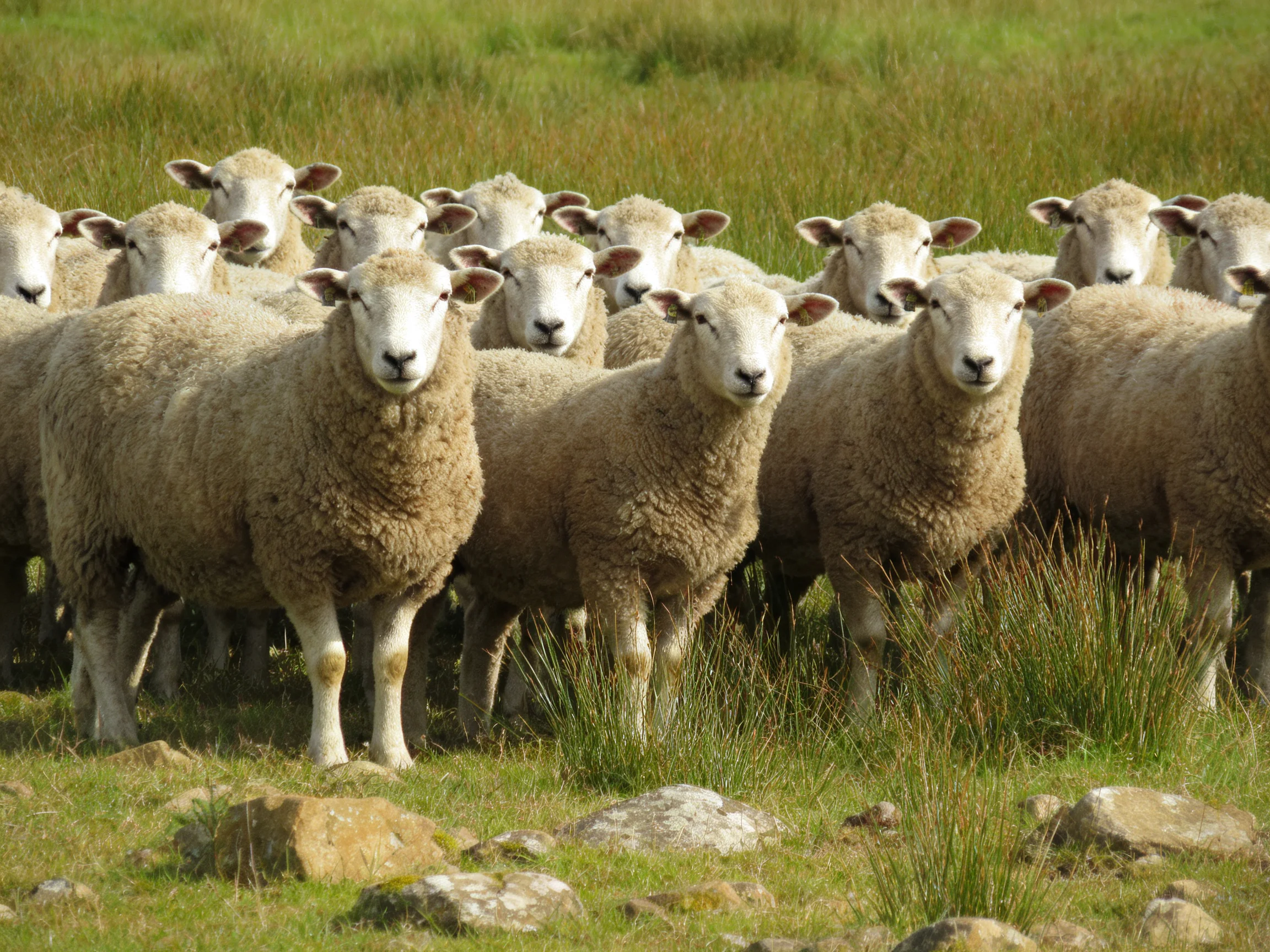 A flock of wool-coated sheep in a grassy landscape