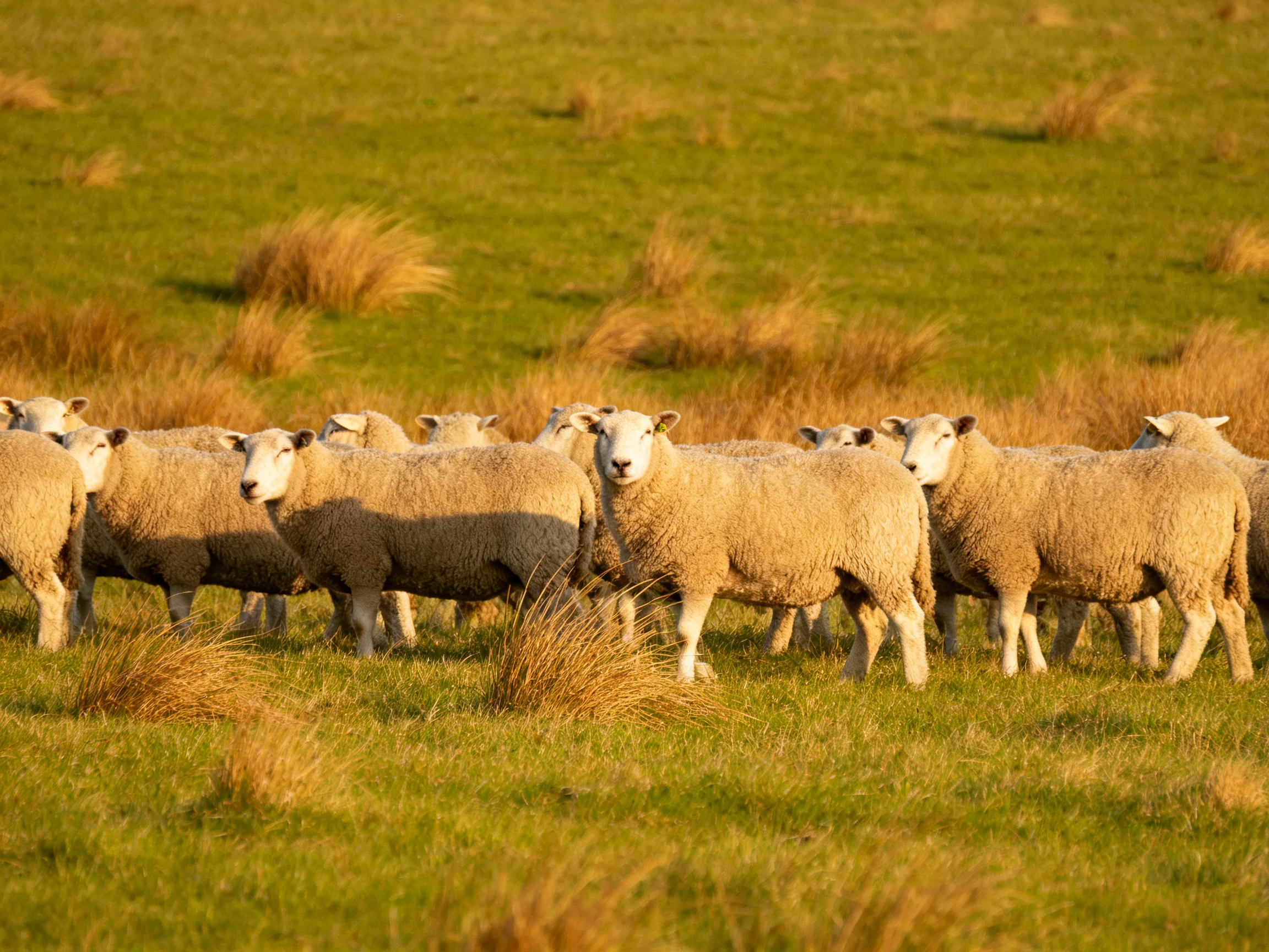 A flock of woolly sheep in a golden-green pasture