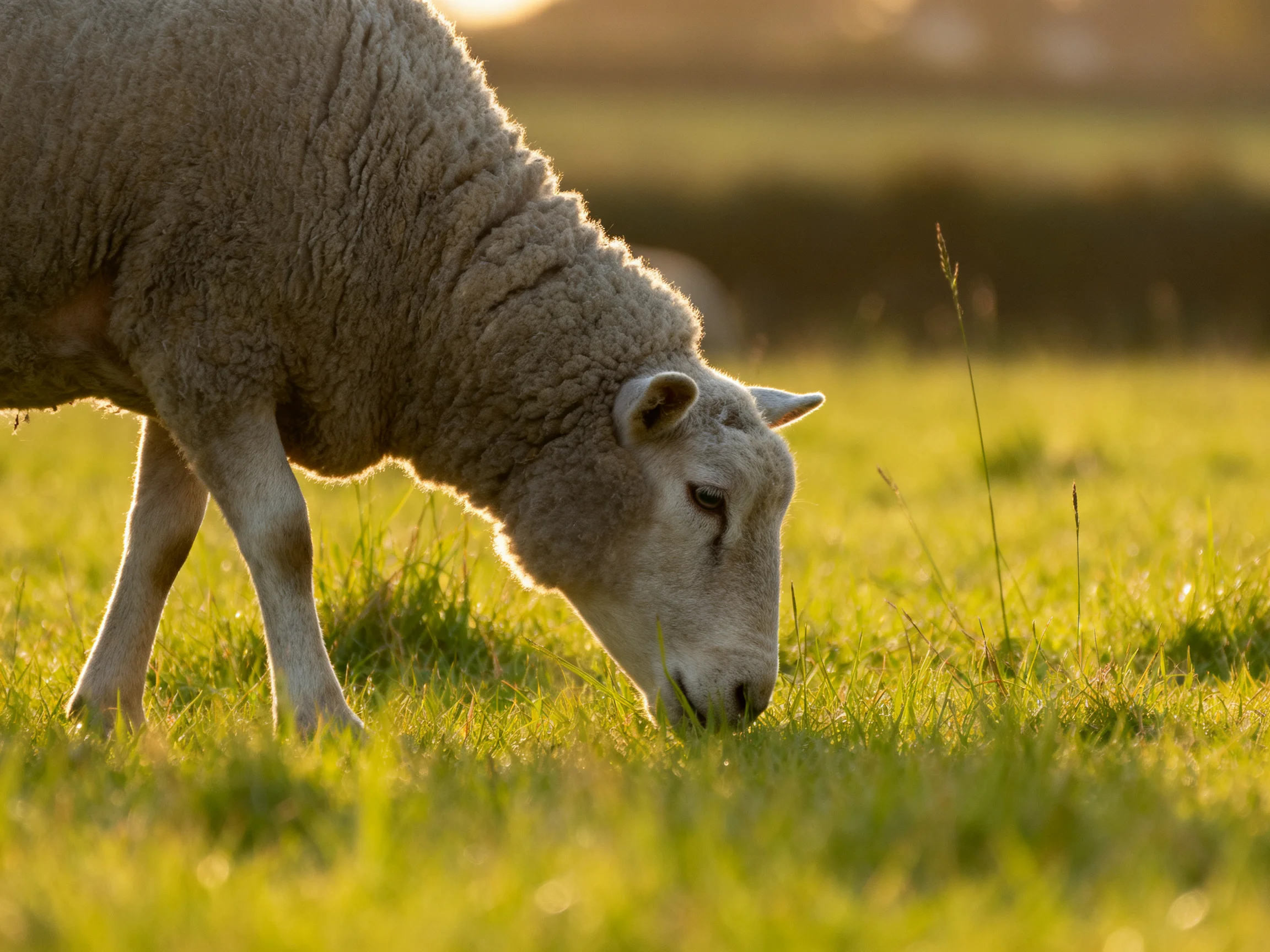 A fluffy gray sheep grazing in a sunlit green meadow