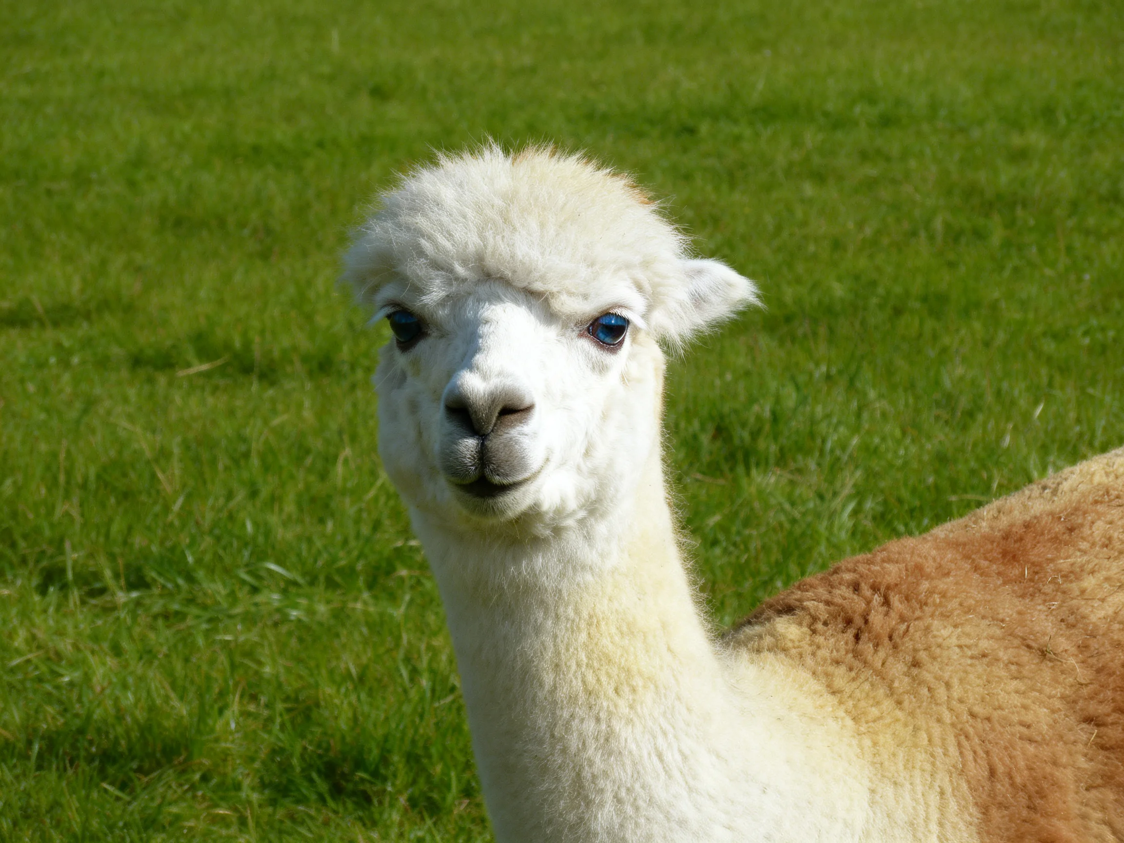 A fluffy white-brown alpaca stands in lush green grass
