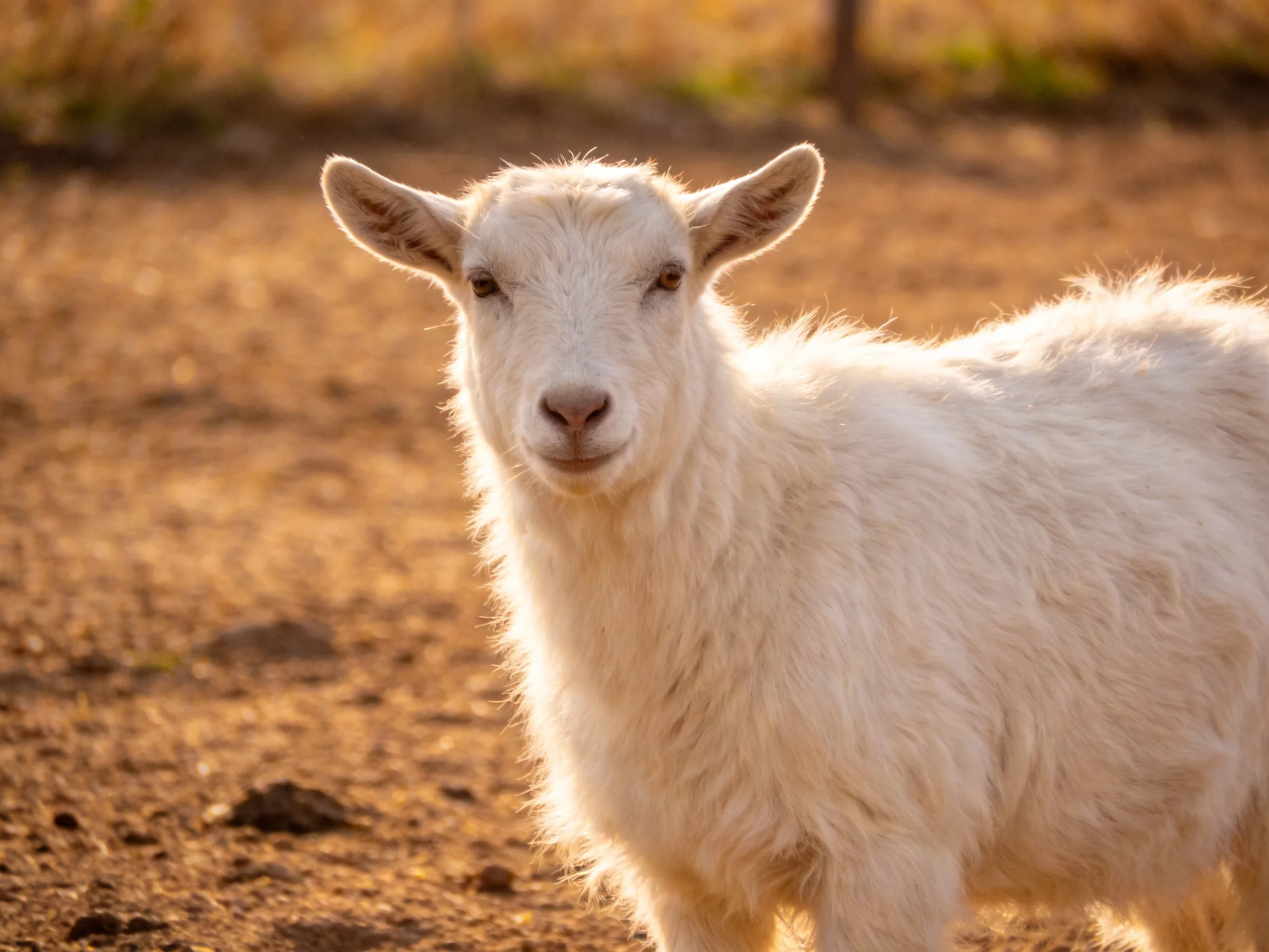 A fluffy white goat stands on sunlit dirt terrain