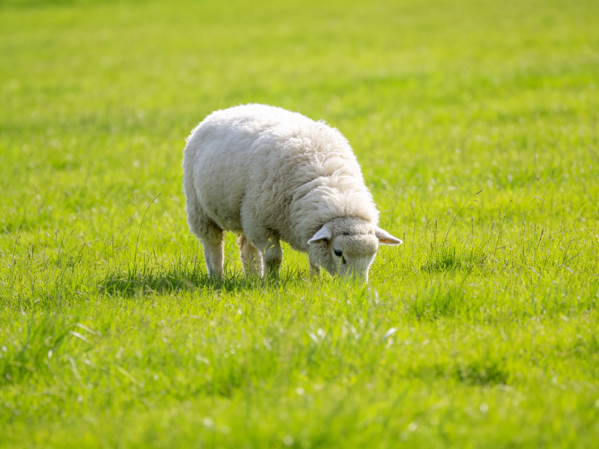 A single white lamb grazes peacefully in a vibrant green pasture.