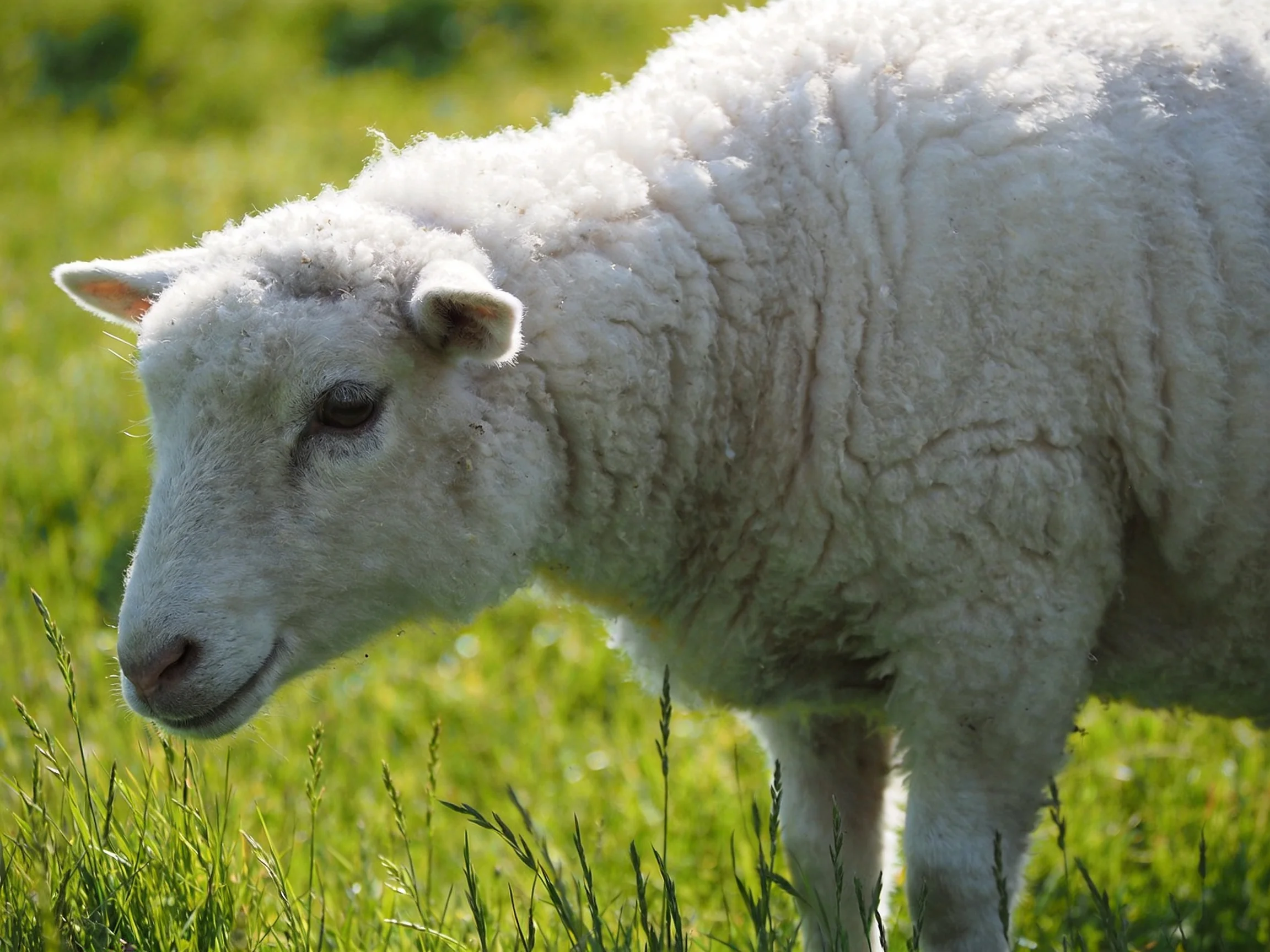 A fluffy white lamb grazing in a sunlit green meadow