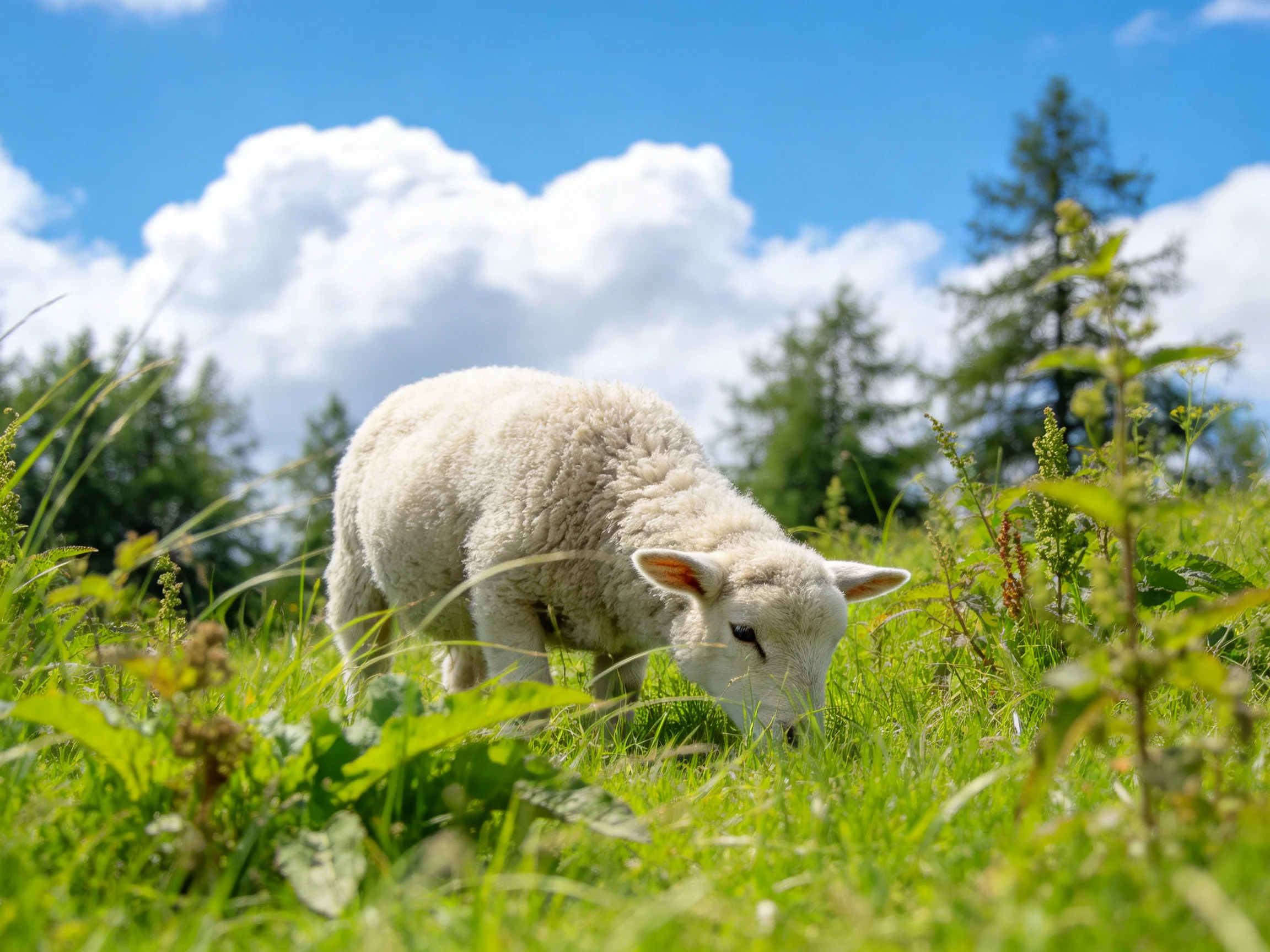 A fluffy white lamb grazing in lush green meadow with bright blue sky