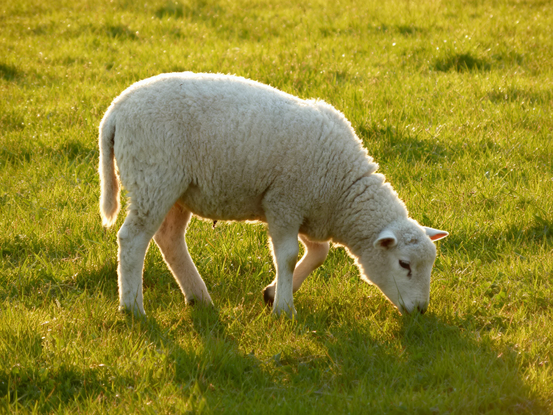 A fluffy white lamb grazing in lush green pasture