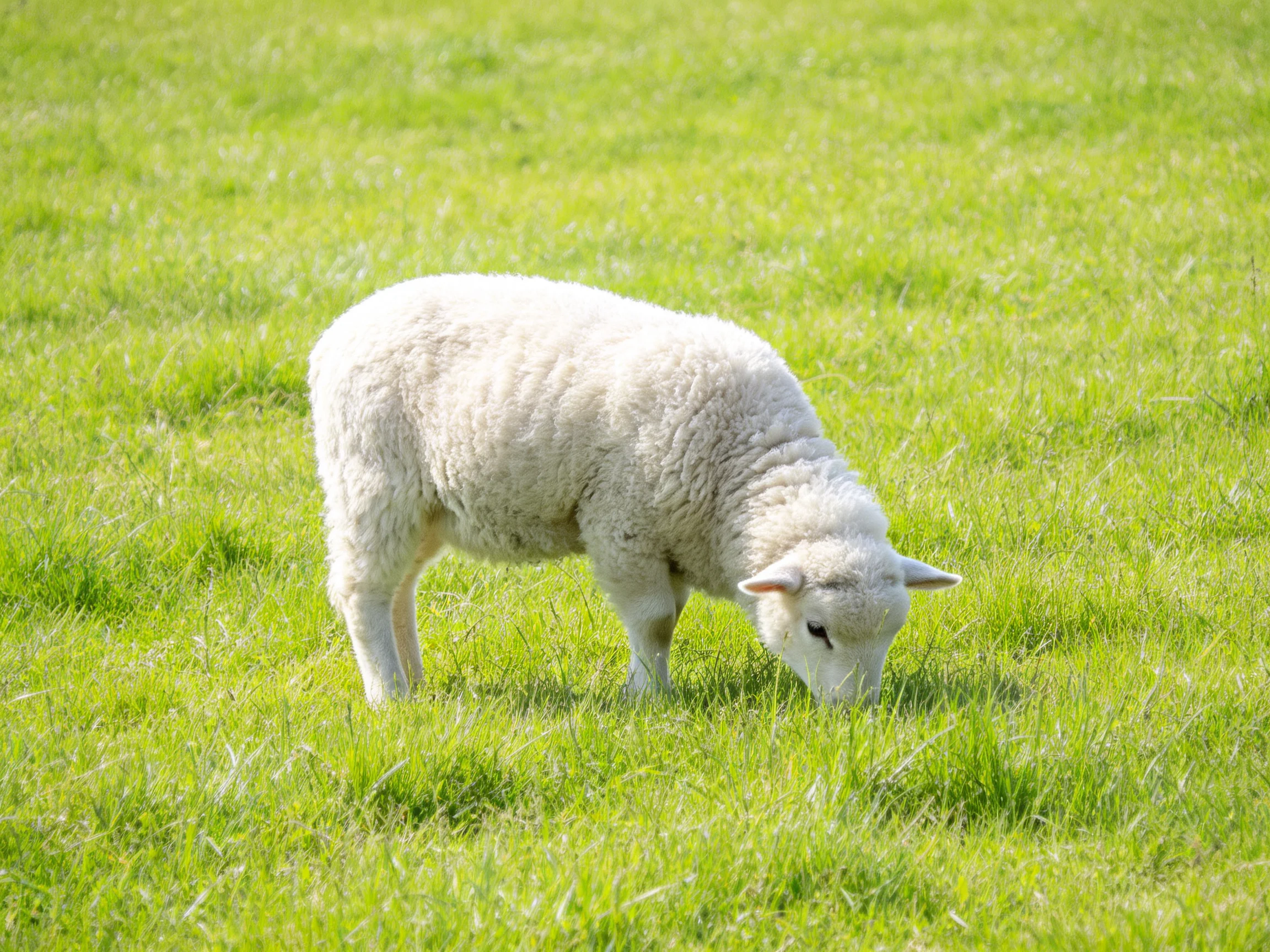 A fluffy white lamb grazing in lush green pasture