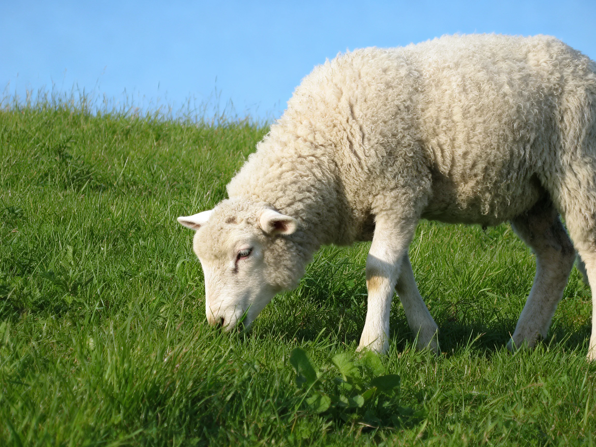 A fluffy white lamb grazing on lush green grass under bright blue sky
