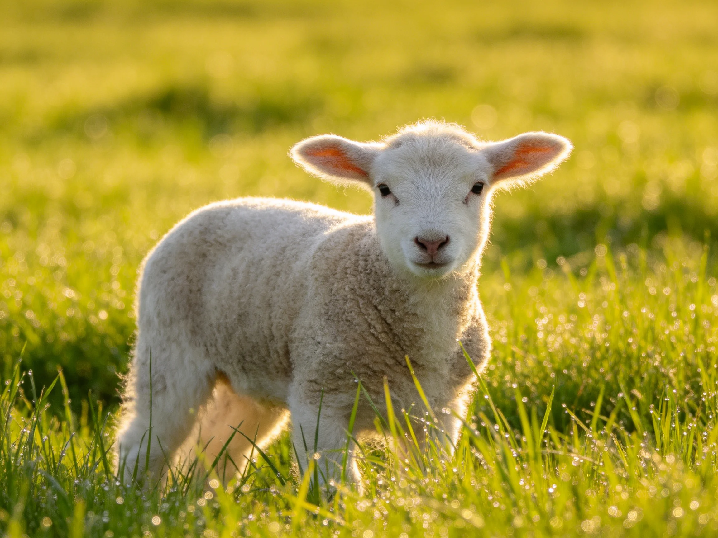 A young sheep stands in a sunlit, dewy green field.