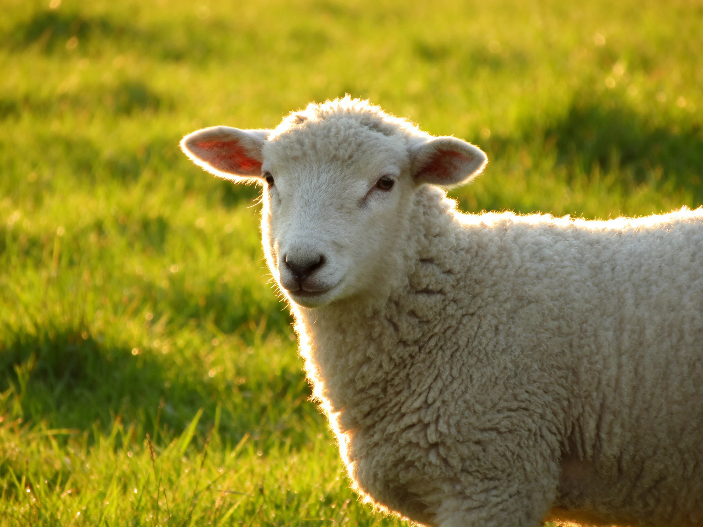 A young sheep with soft wool is in a sun-drenched grassy field.
