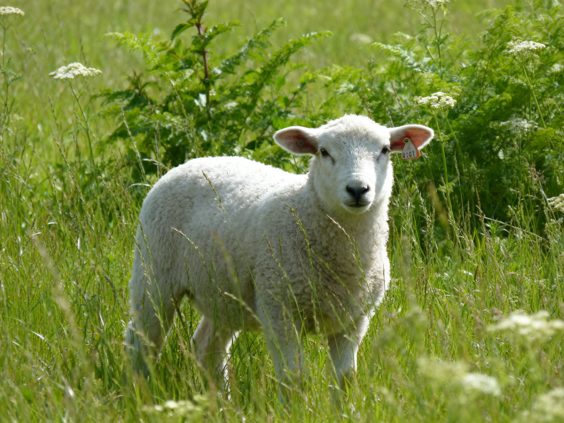 A fluffy white lamb in a verdant grassy field