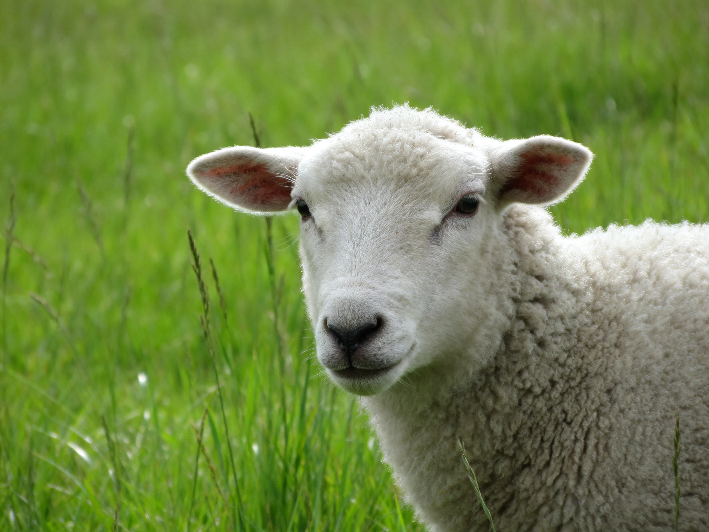 A fluffy white lamb in lush green grass