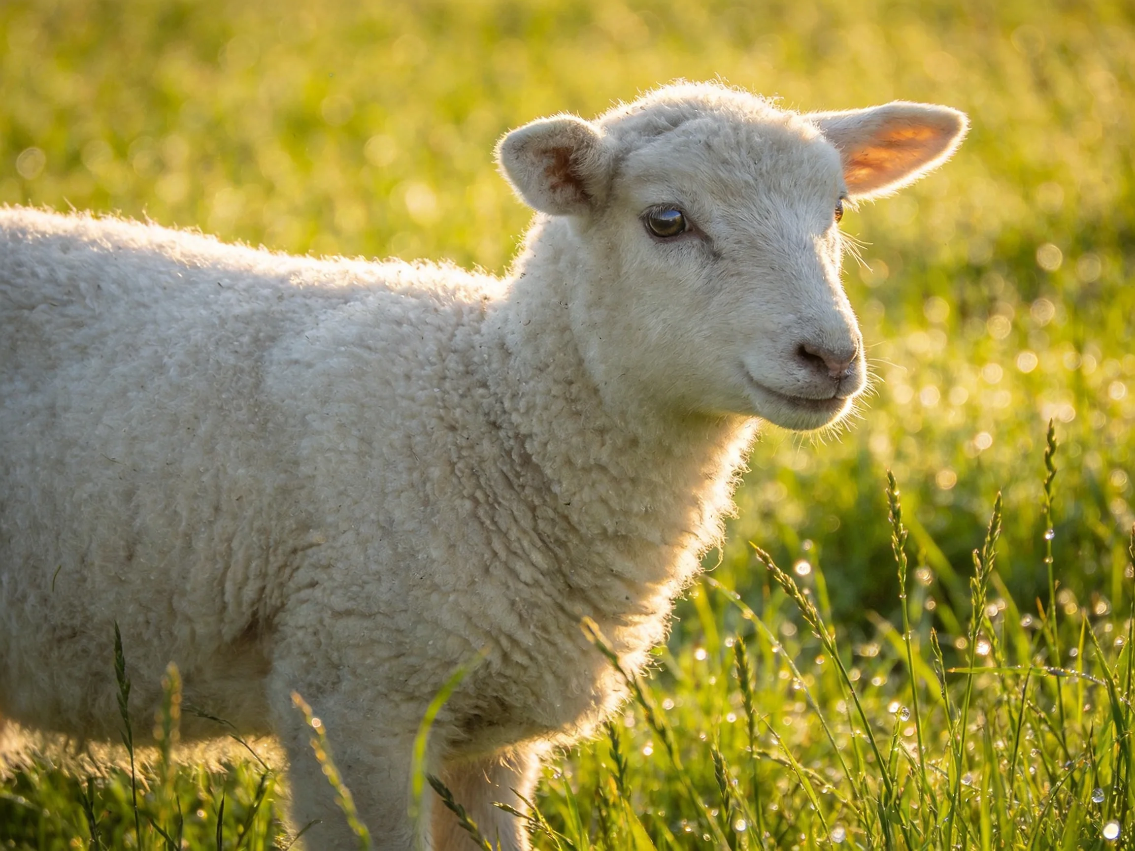A fluffy white lamb in sun-drenched green pasture