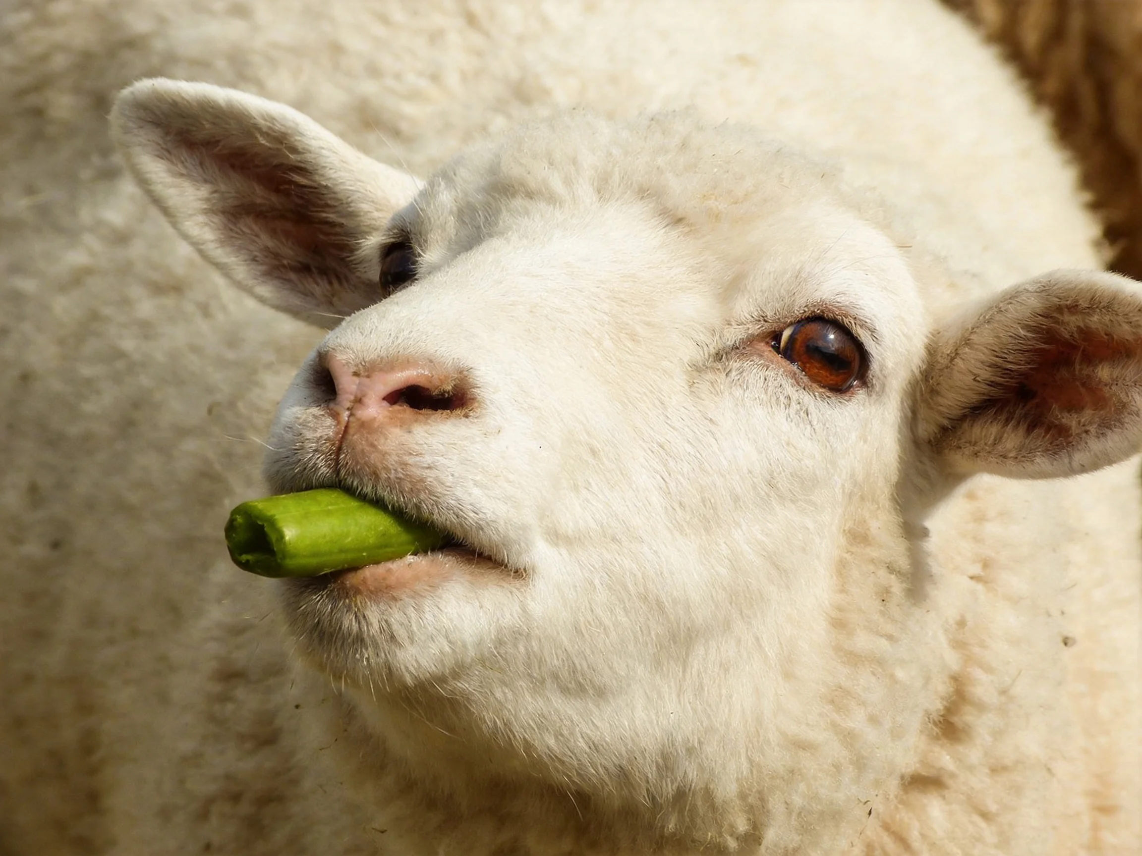A fluffy white lamb munching on a bright green vegetable
