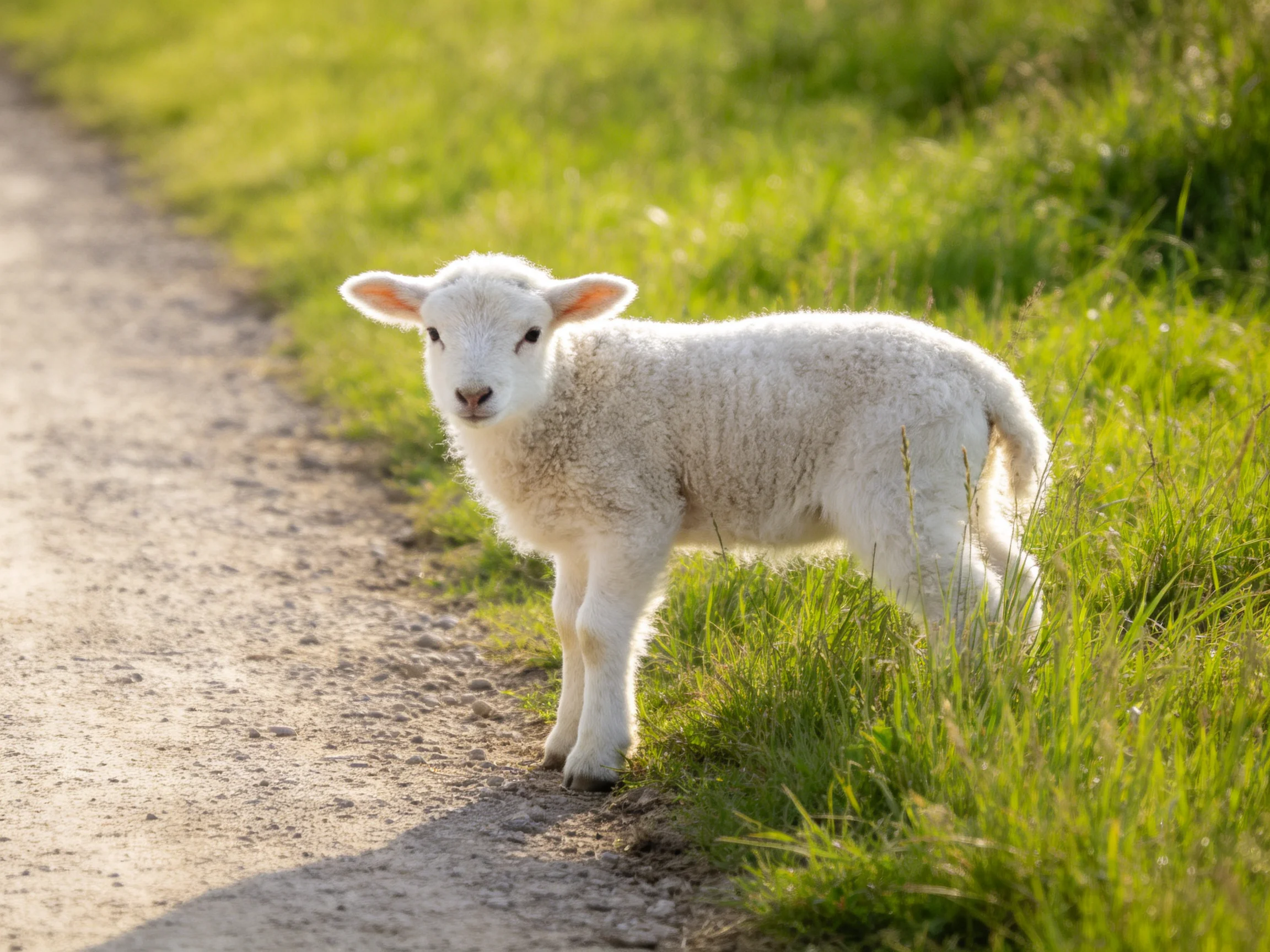 A fluffy white lamb near dirt path with lush green grass