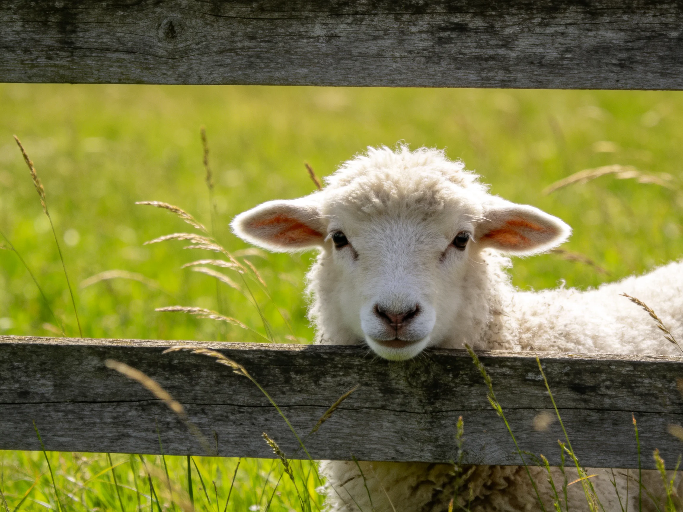 A fluffy white lamb peeks over a weathered wooden fence