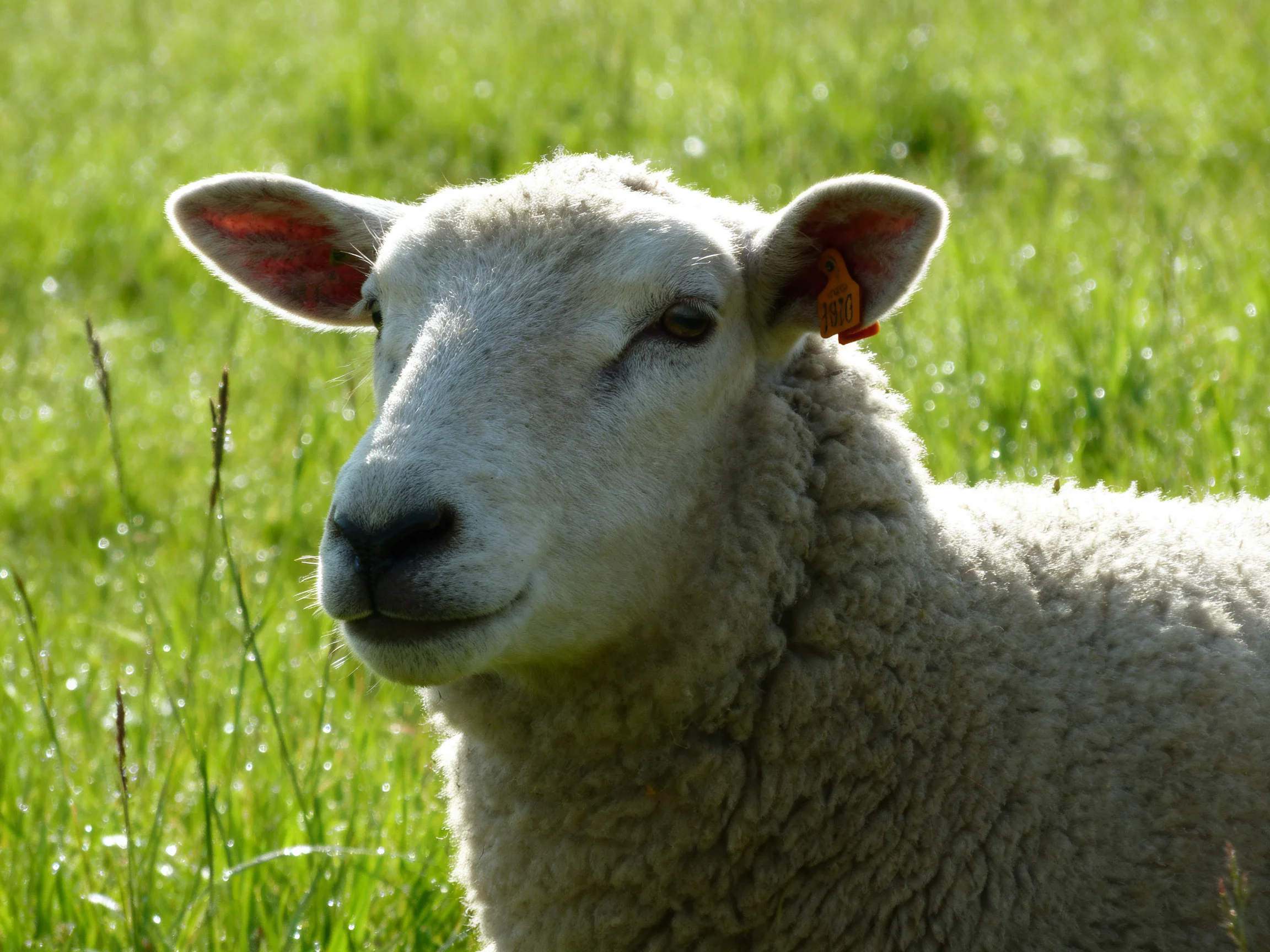 A fluffy white lamb resting in a sunlit green meadow
