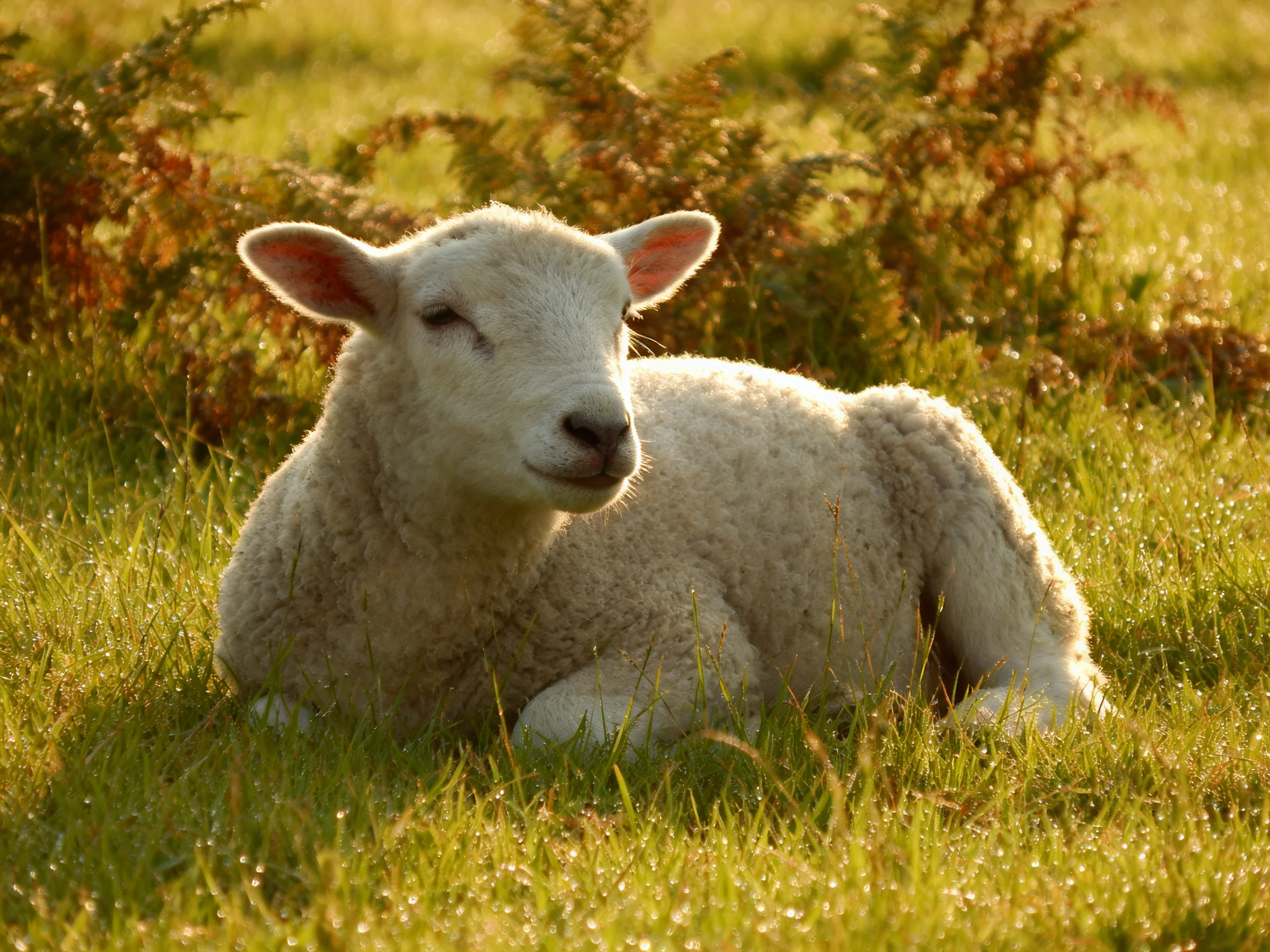 A fluffy white lamb resting in dewy green meadow