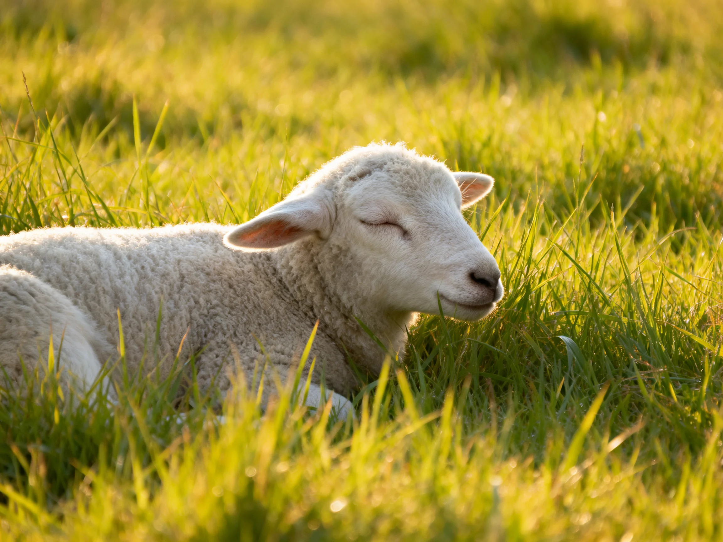 A fluffy white lamb resting in golden-green grass