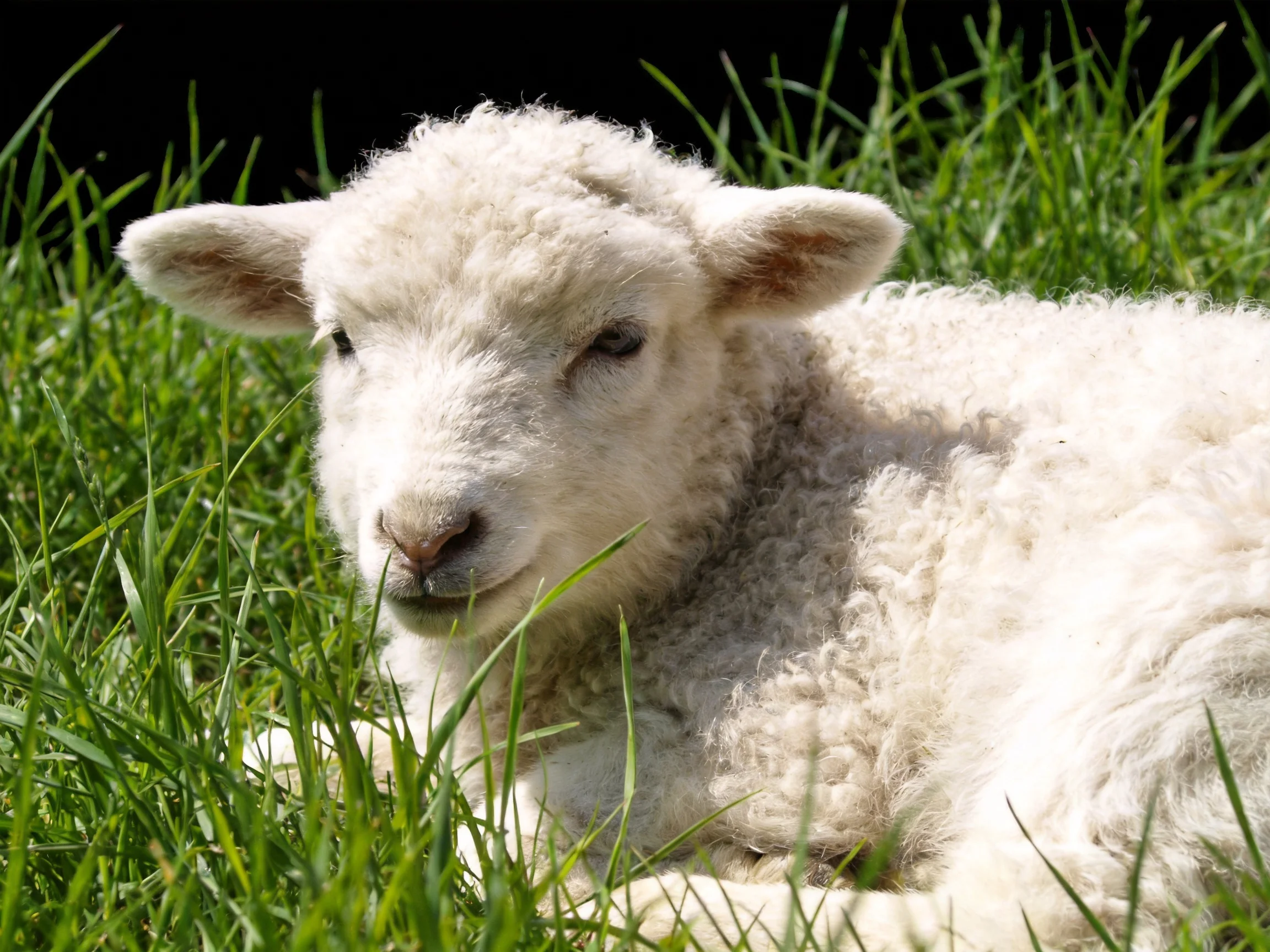 A fluffy white lamb resting in lush green grass