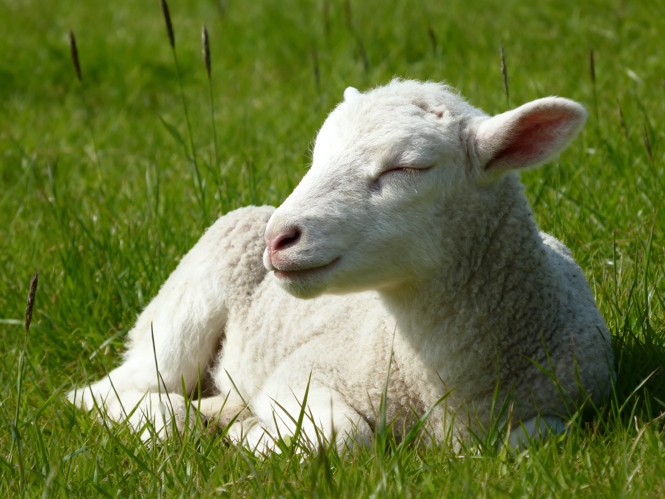 A fluffy white lamb resting in lush green grass