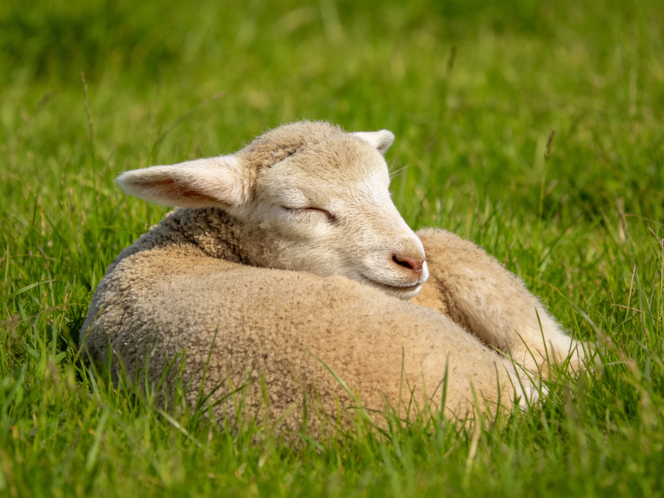 A young sheep sleeps peacefully amid tall green grass.