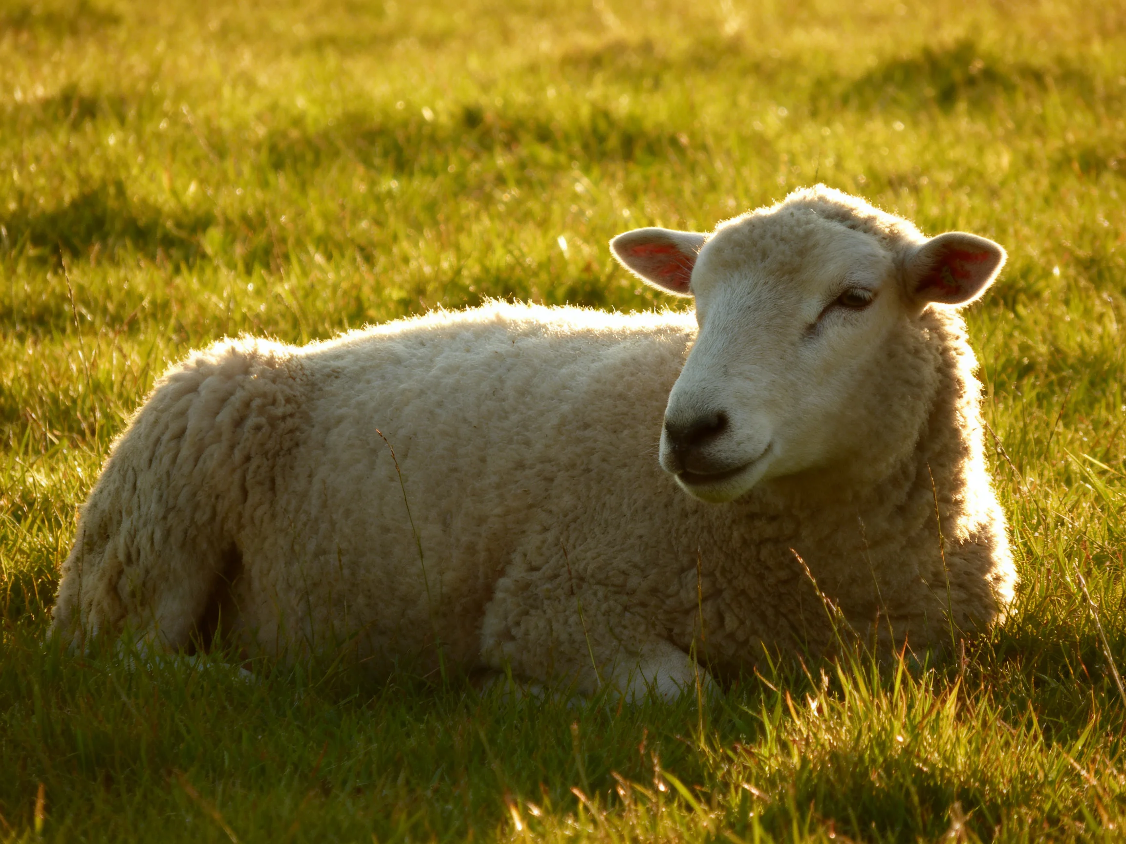 A fluffy white lamb resting in sunlit green grass