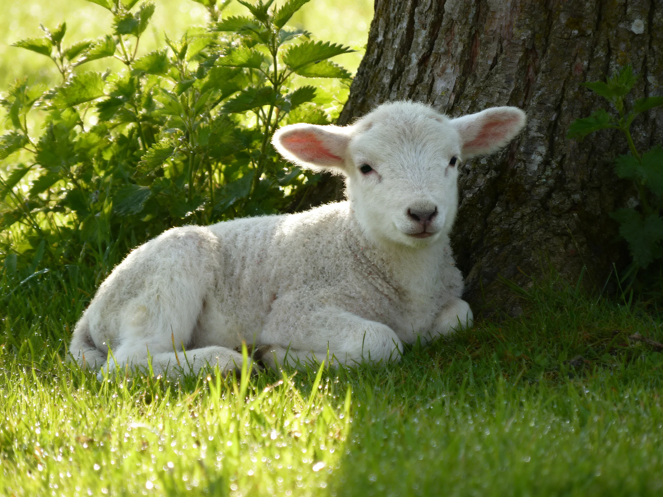 A fluffy white lamb relaxes next to a large tree in a sunlit meadow.